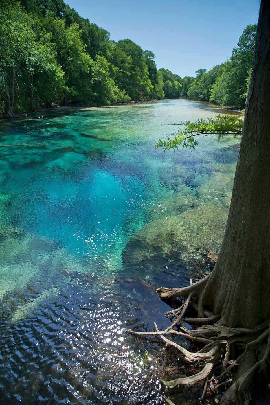 Clear blue spring water flows past exposed tree roots along a forested shoreline, with sunlight reflecting on the surface.