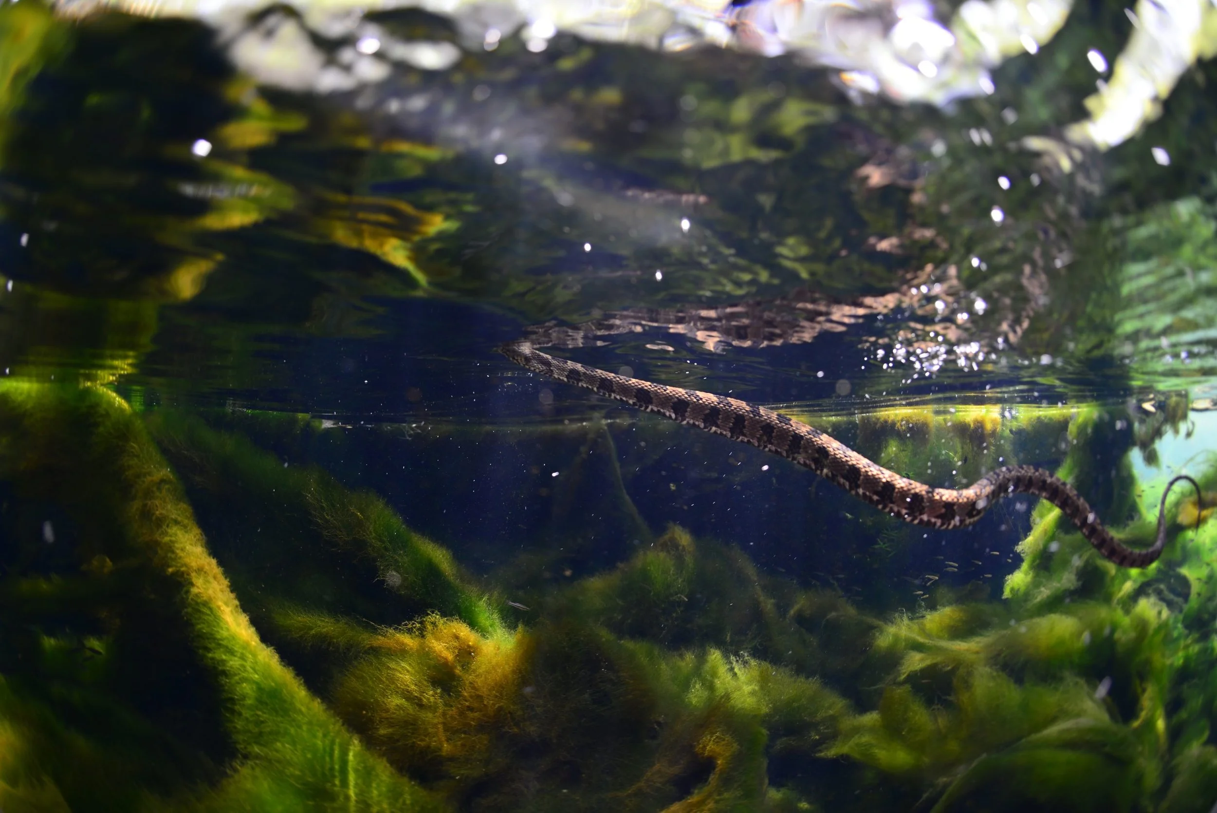 Brown water snake swimming underwater among aquatic plants