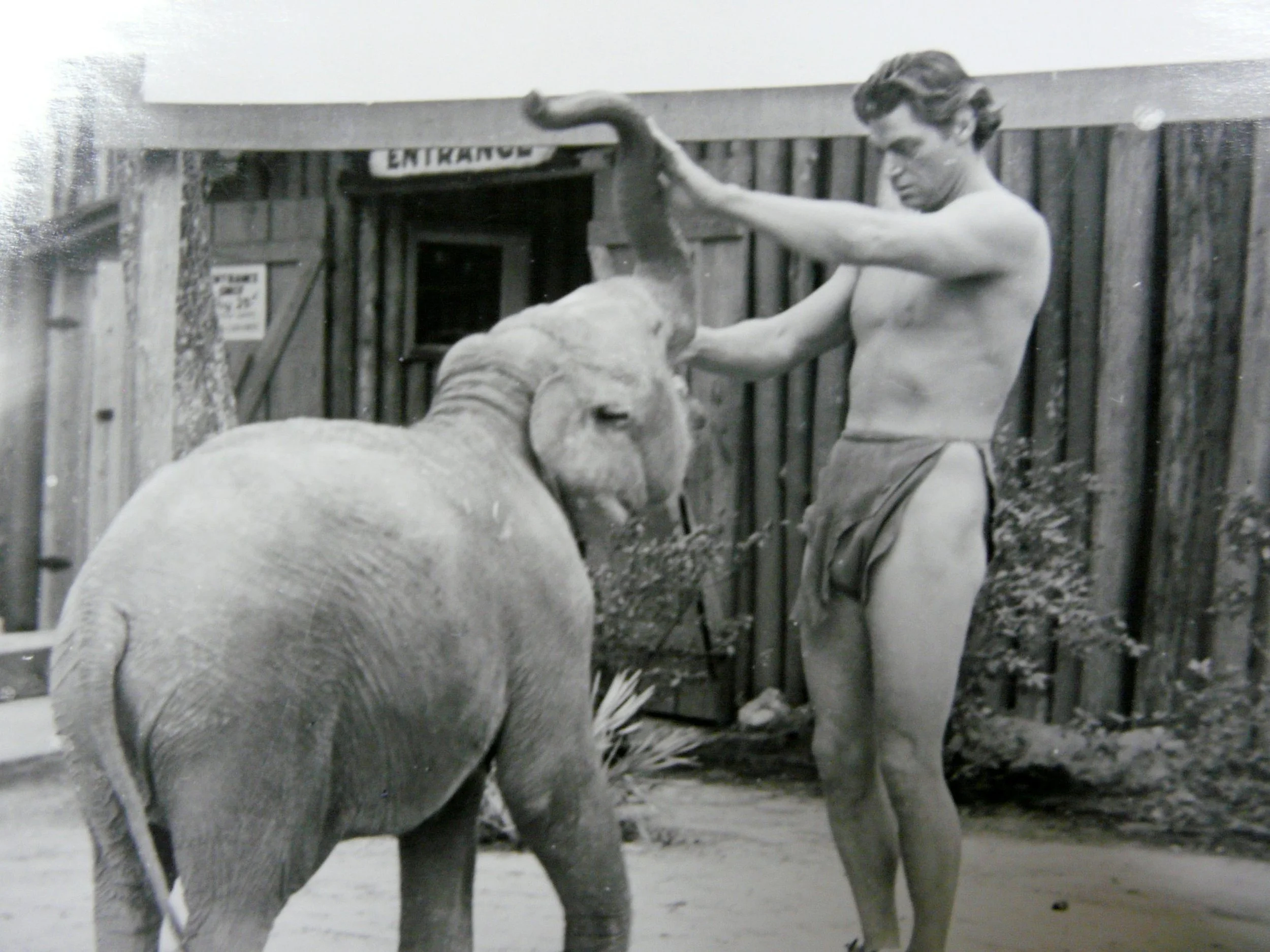 Actor portraying Tarzan stands beside a young elephant at Silver Springs, lifting the elephant’s trunk, in a photograph by Bruce Mozert.
