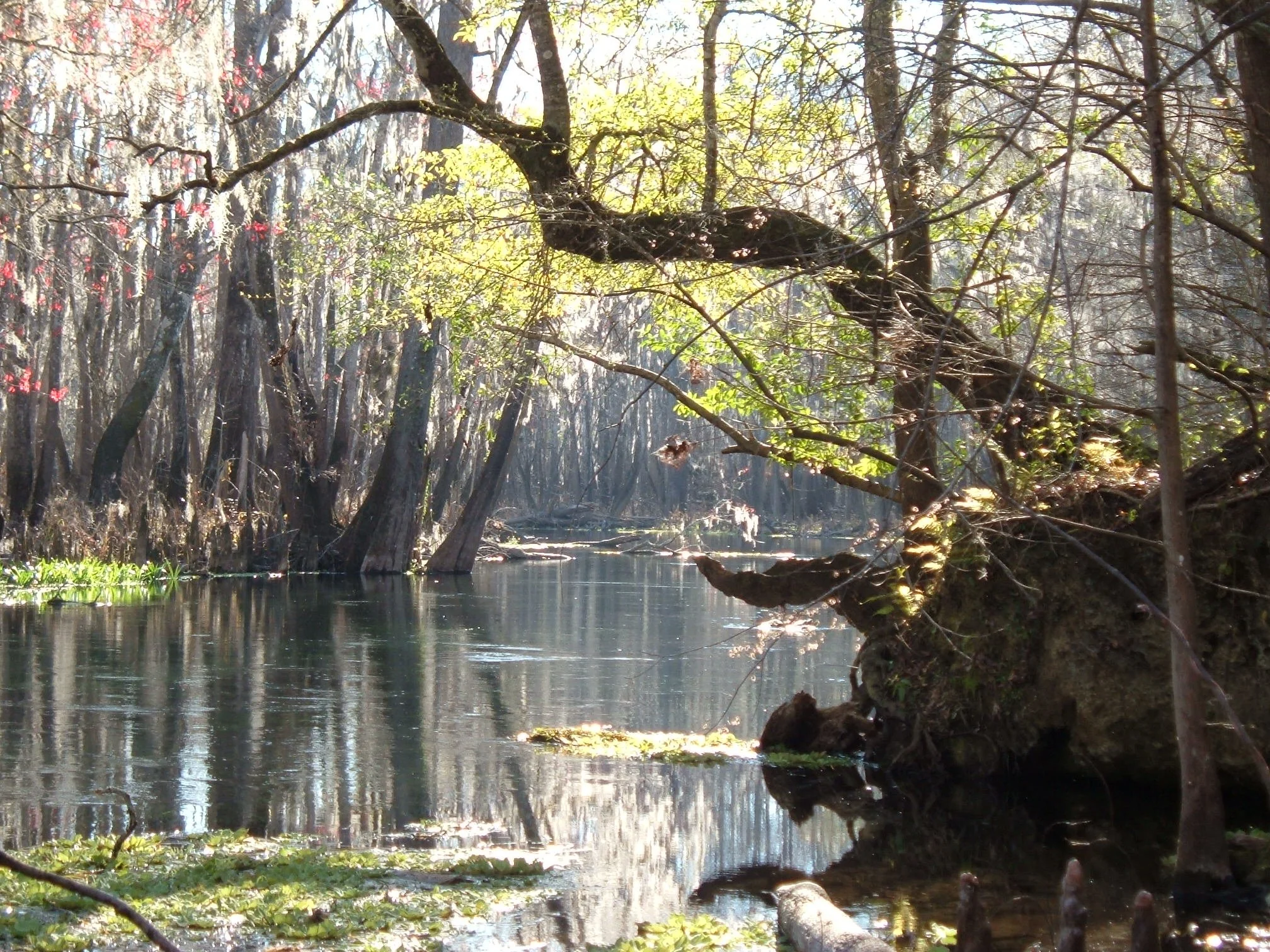 Trees along a shaded section of the Ichetucknee River.