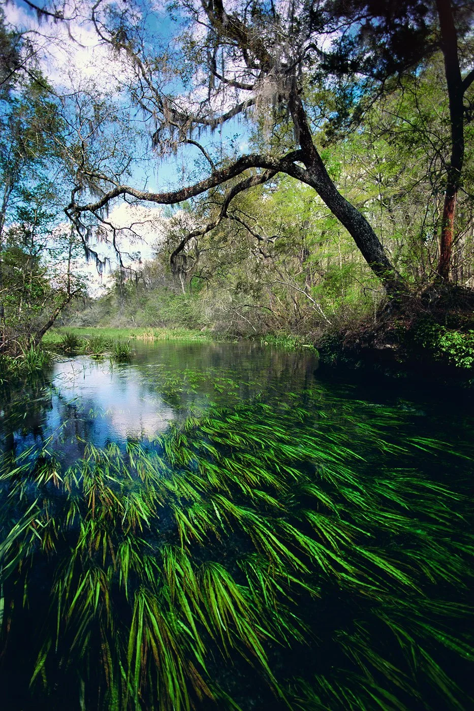 Photograph of the Ichetucknee River with bright green aquatic grasses moving underwater and a large tree extending over the water.