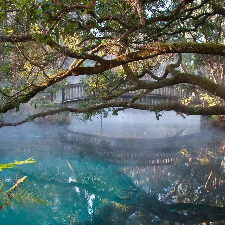 Misty spring with wooden footbridge and trees