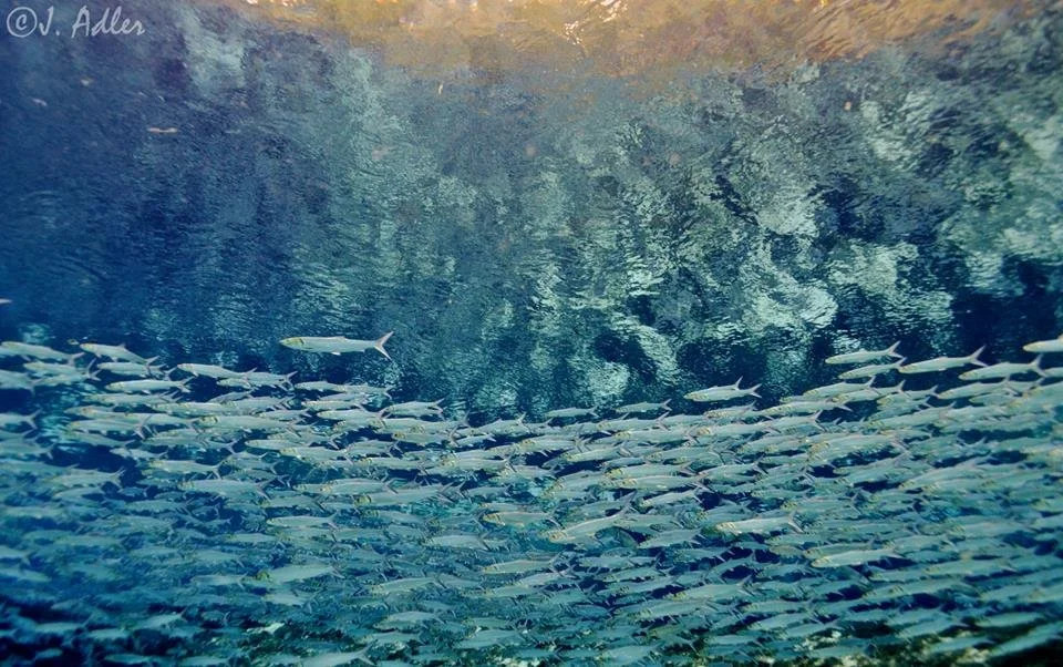 School of fish swimming in clear spring water beneath a textured, reflective surface.