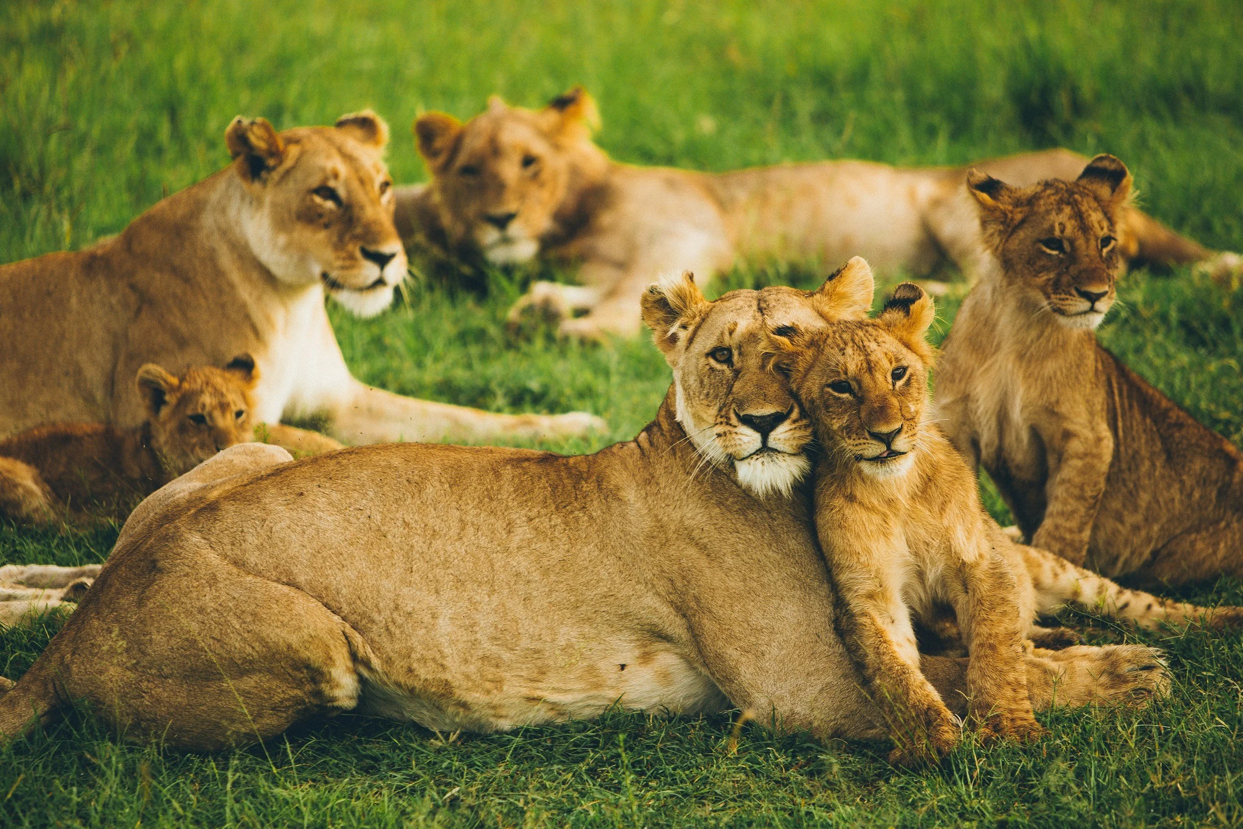 One of our Best Stays Was in a Tent: JW Marriott Masai Mara Lodge