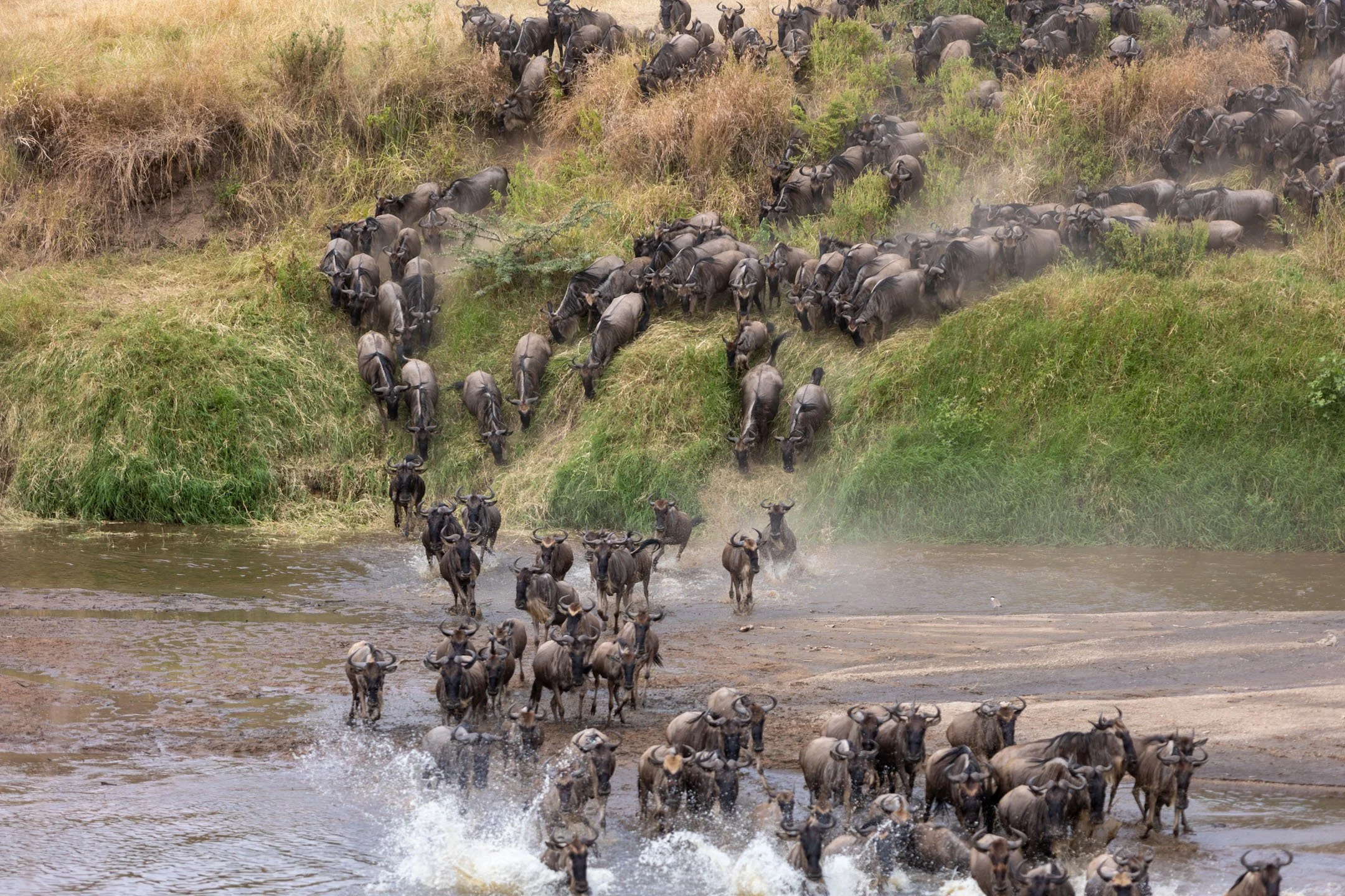 Great Migration 