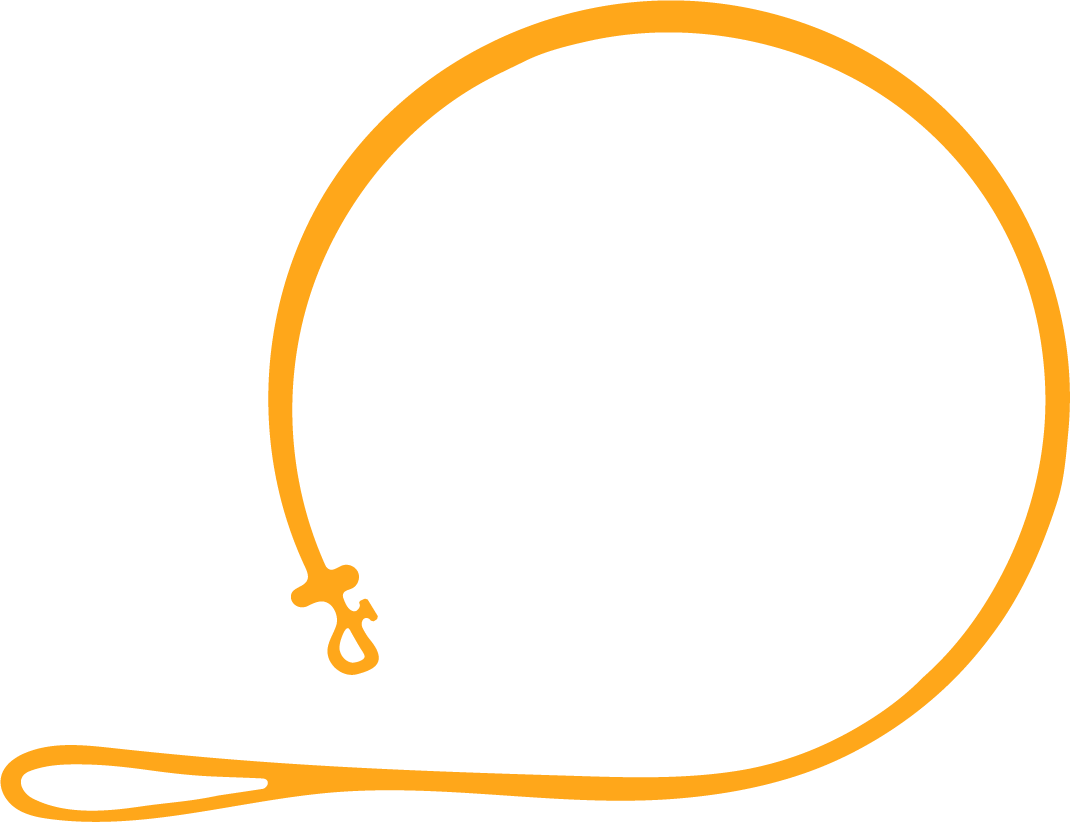 An orange dog leash with a loop at one end and the other end extending out, depicted on a transparent background.