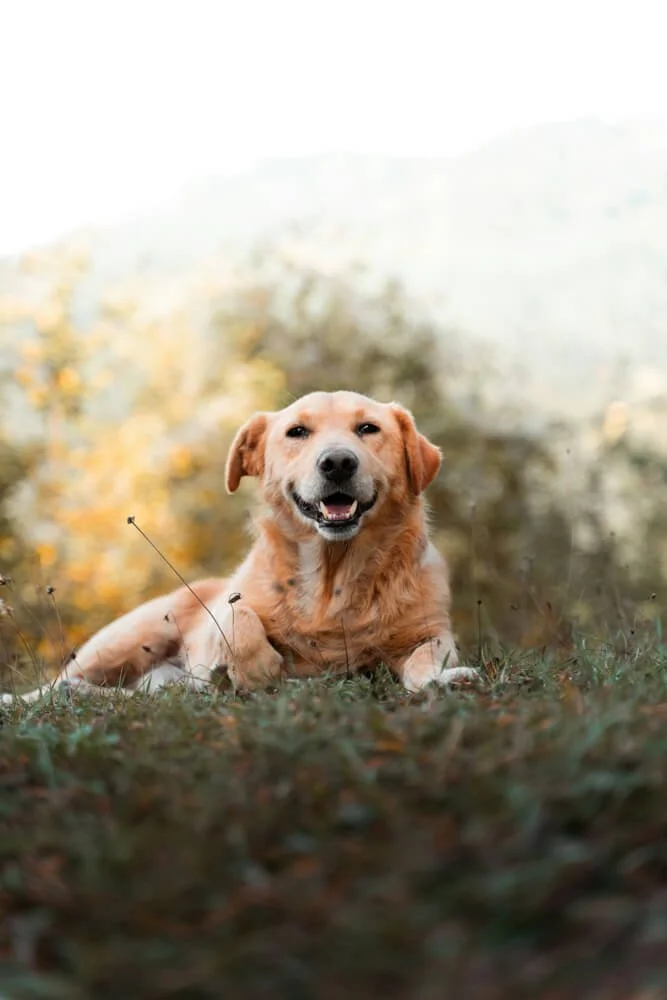 A happy golden retriever lying outdoors on grass with autumn-colored trees in the background.