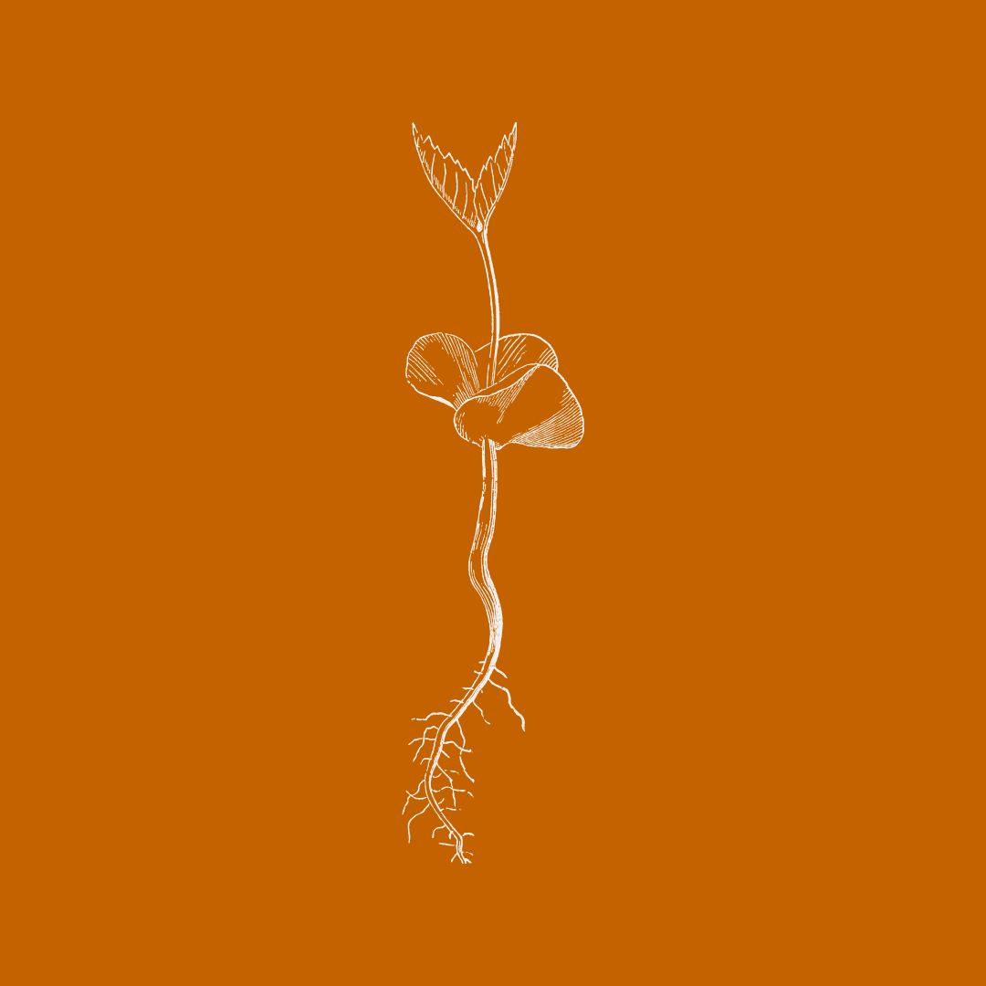 root.png