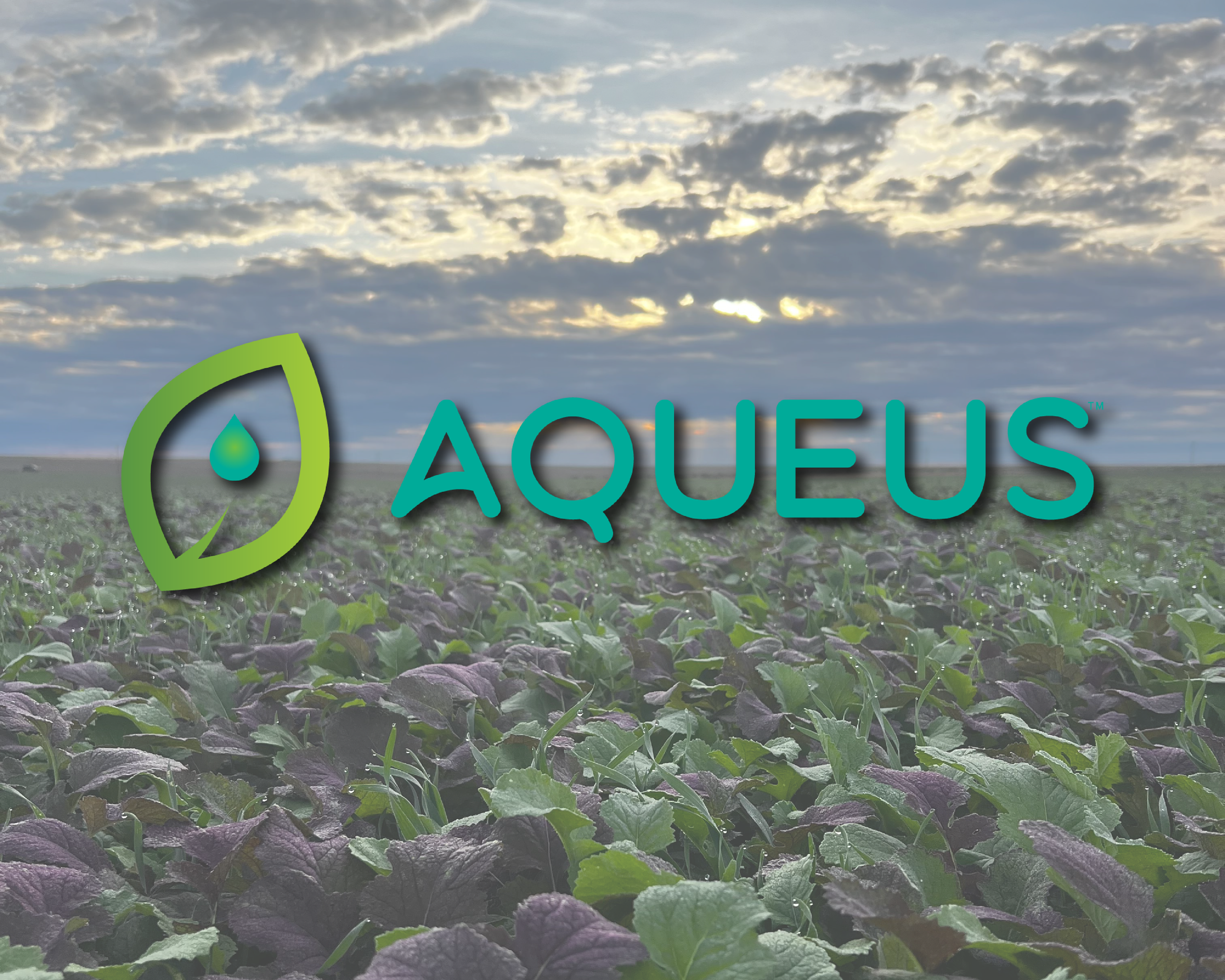 The image shows a field of green plants with purple leaves under a cloudy sky during sunset, with a logo in the foreground that includes a leaf and water drop symbol next to the word 'AQUEUS' in blue-green text.