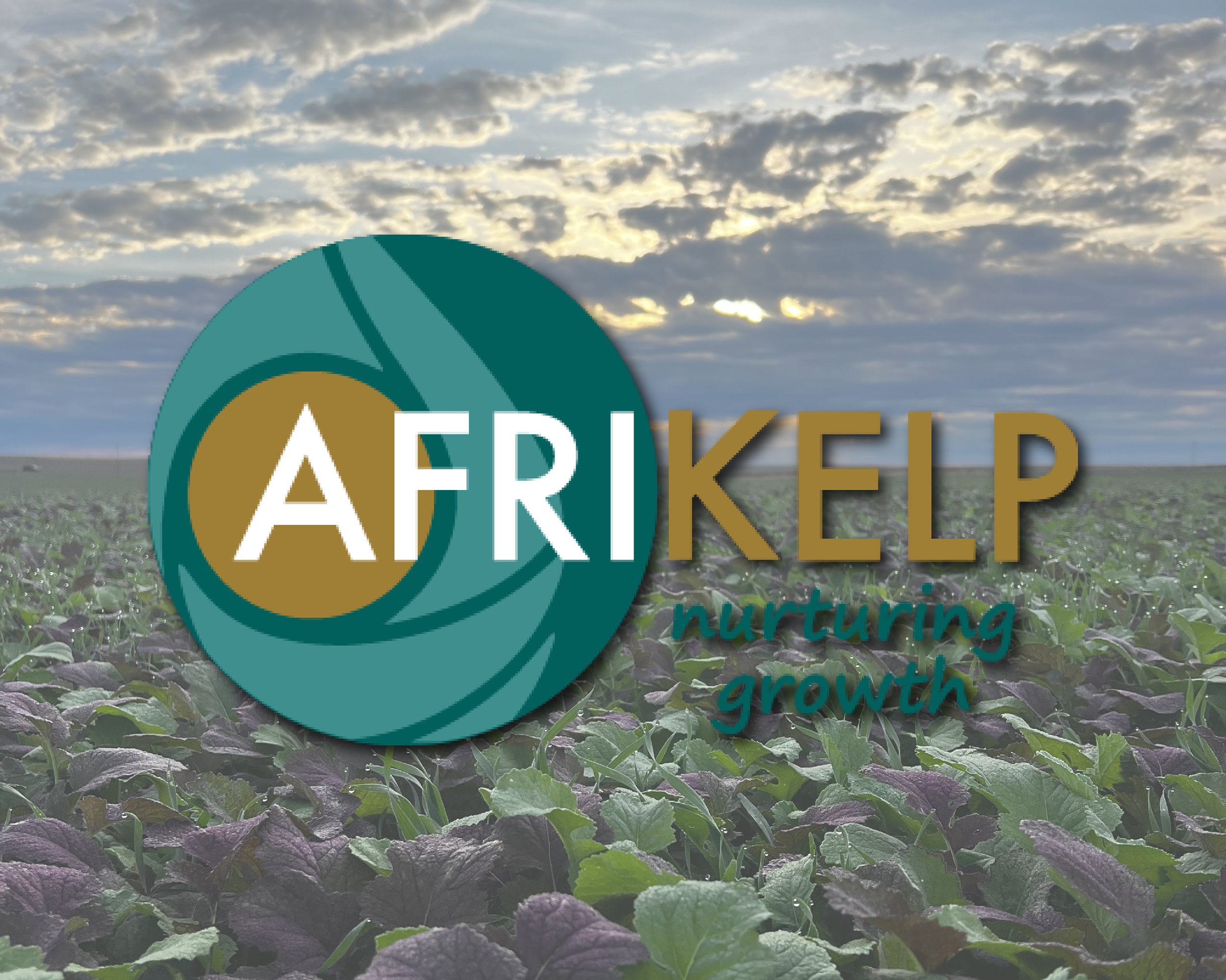 Overlay of a logo with the text "AFRIKELP nurturing growth" on a background of a green kelp farm at sunset with a partly cloudy sky.