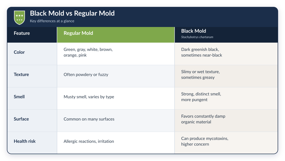 How to Identify Black Mold vs Regular Mold