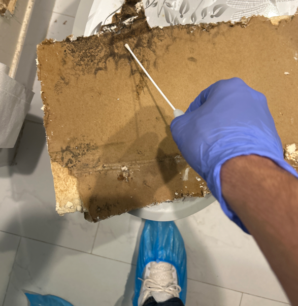 A person wearing blue gloves holding a swab, testing or sampling a large, tore-up piece of particleboard or pressed wood in a laboratory or workspace, with a white bowl underneath.