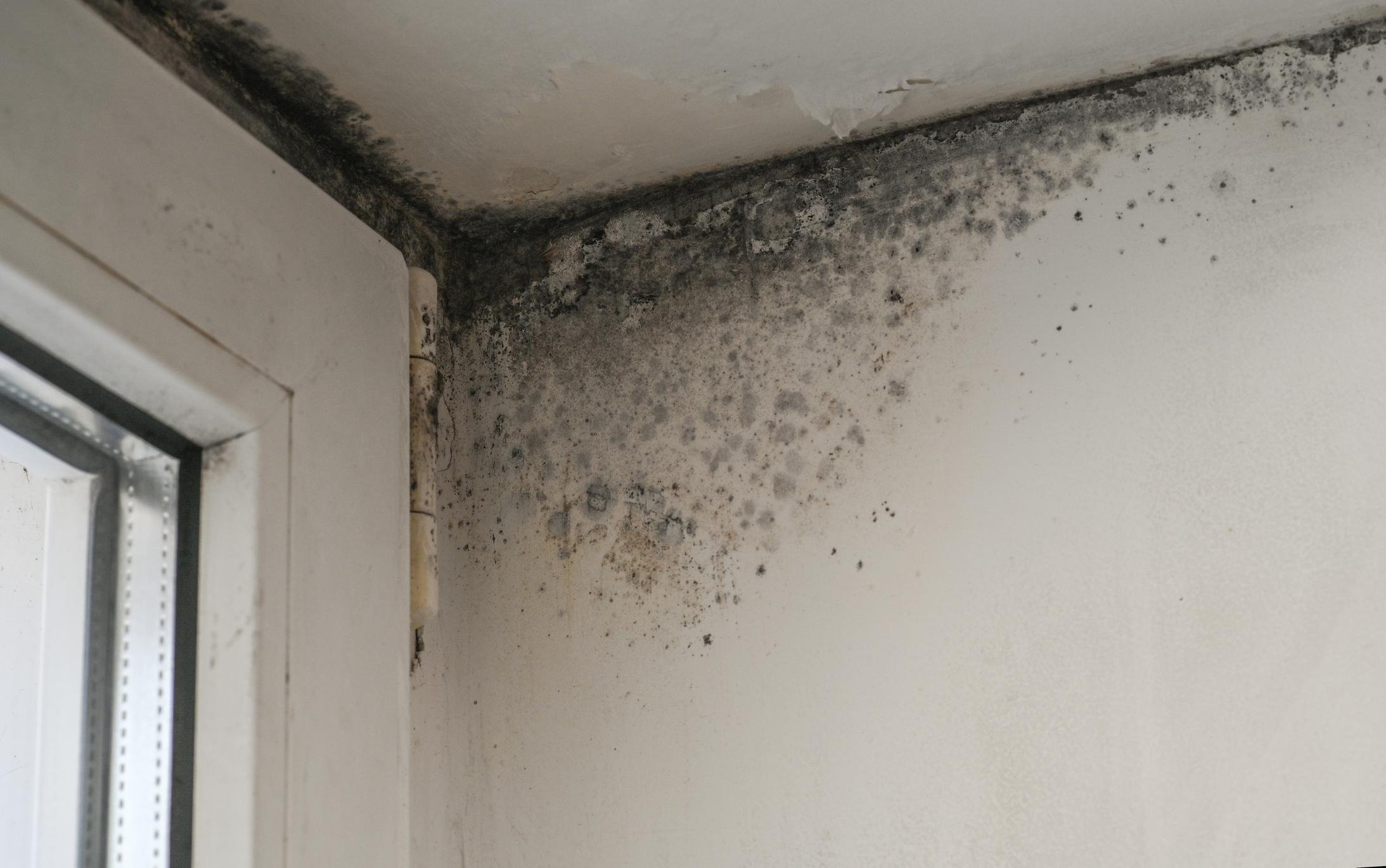 Mold remediation Protocol black mold in walls