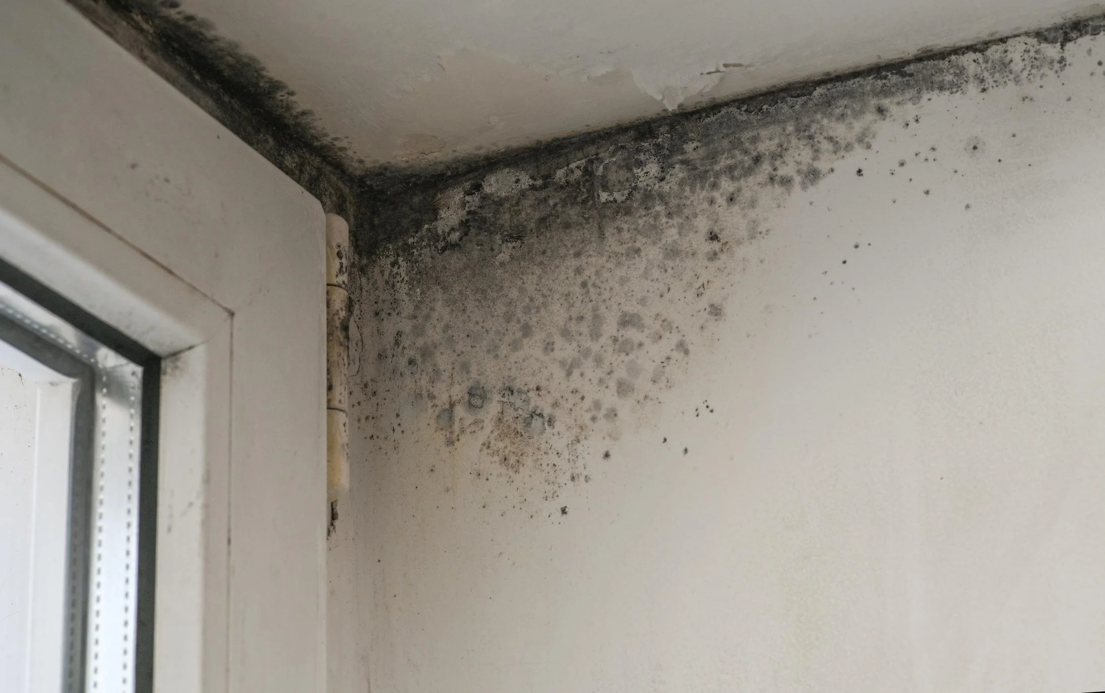 Mold growth on the corner of a wall and ceiling near a window