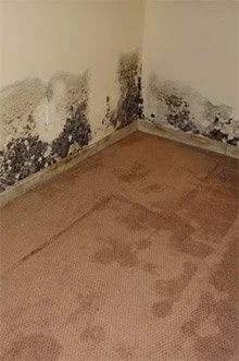 Mold and water damage on the lower corner of a beige wall and tan carpeted floor.