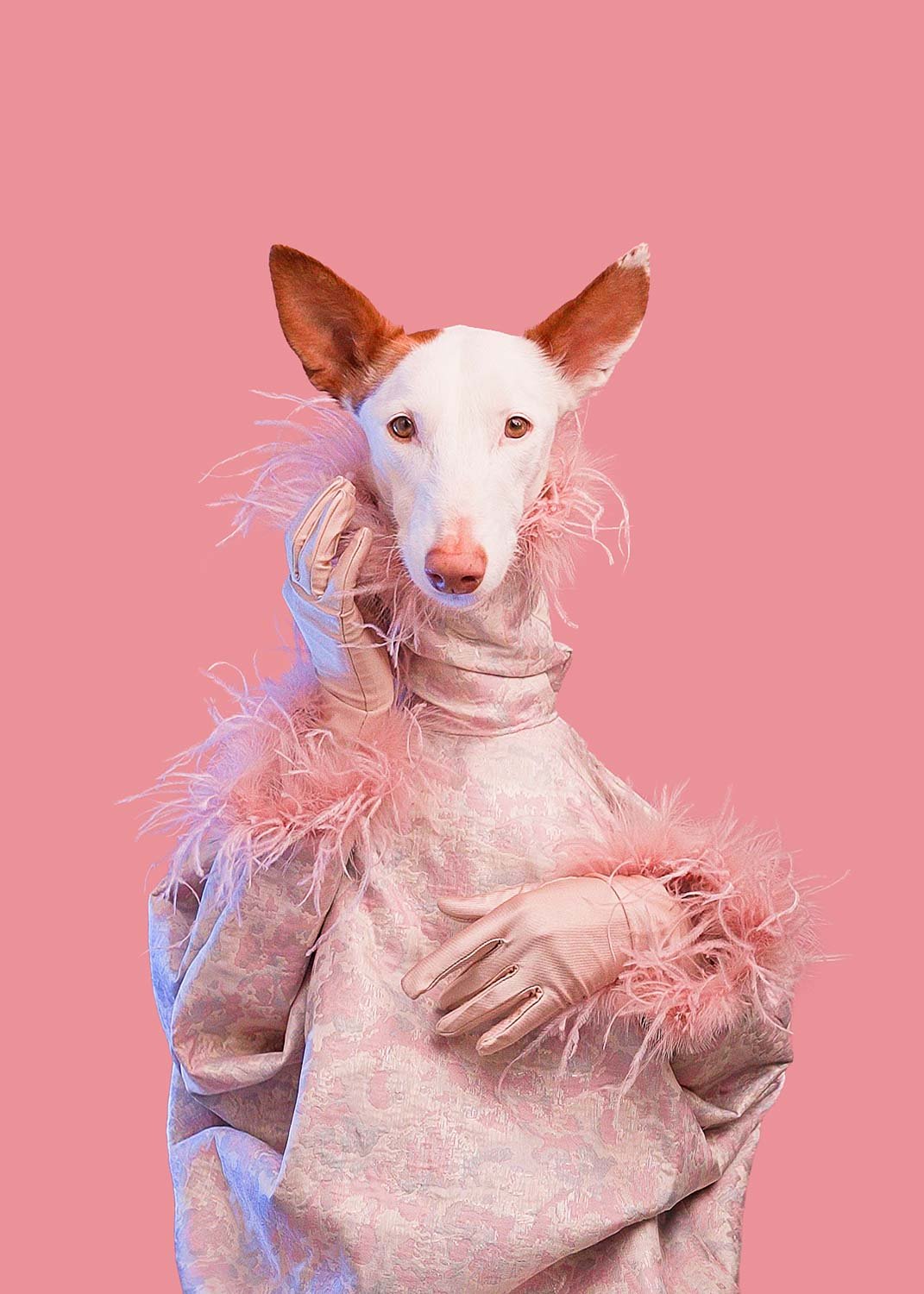 Fotografska Kampanja Koishi-10.jpg