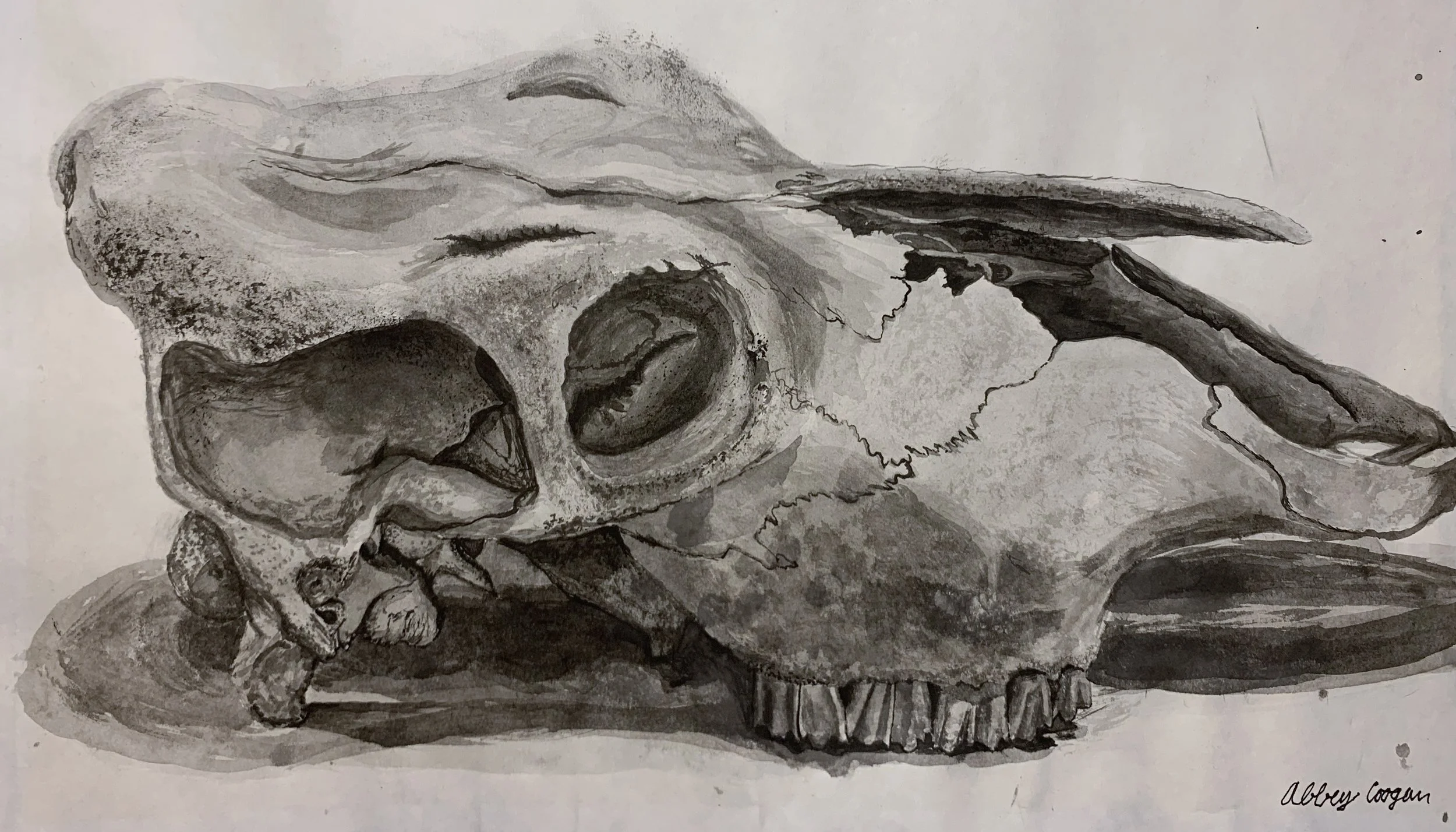 Cow Skull, Ink on Paper, 2019