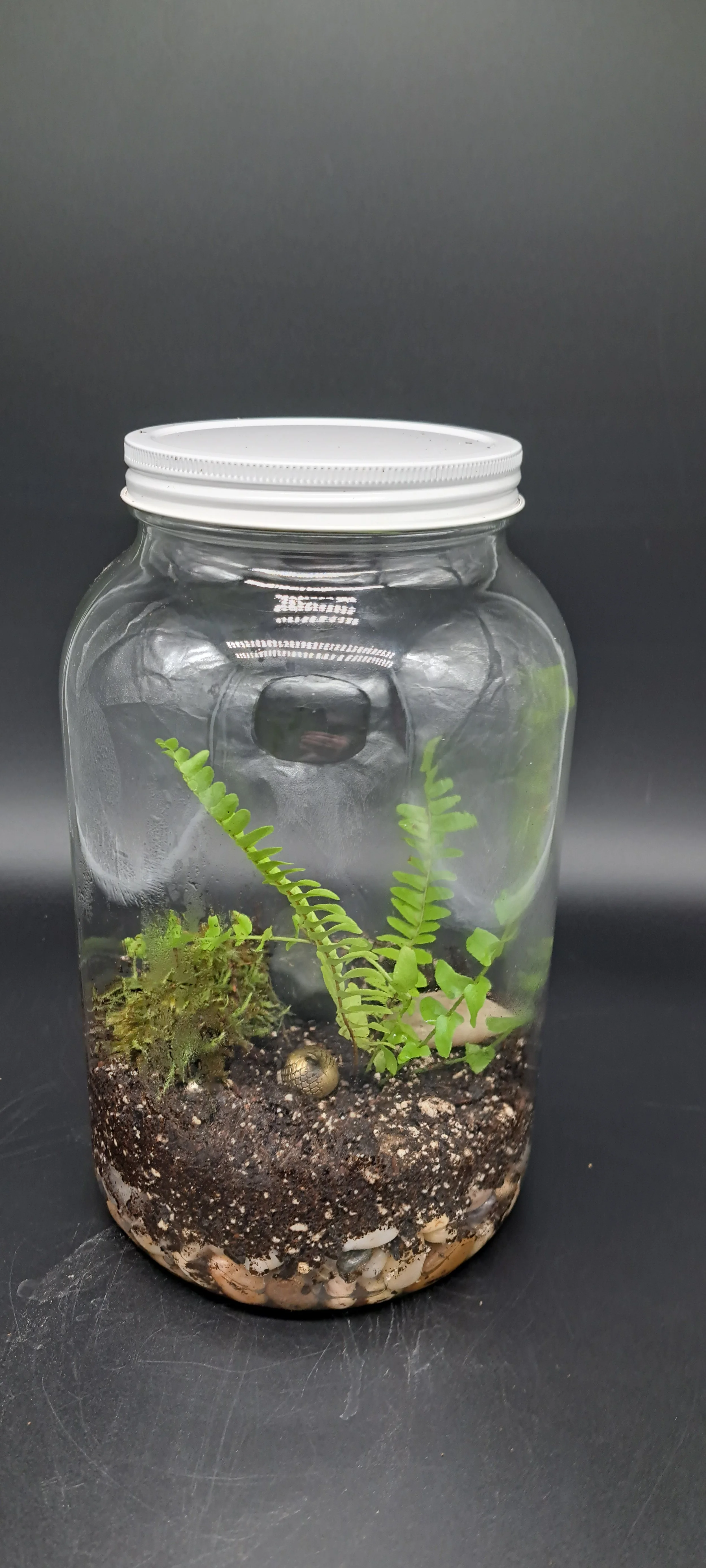 A glass jar with a white lid contains small green plants, soil, and pebbles, used as a mini terrarium.