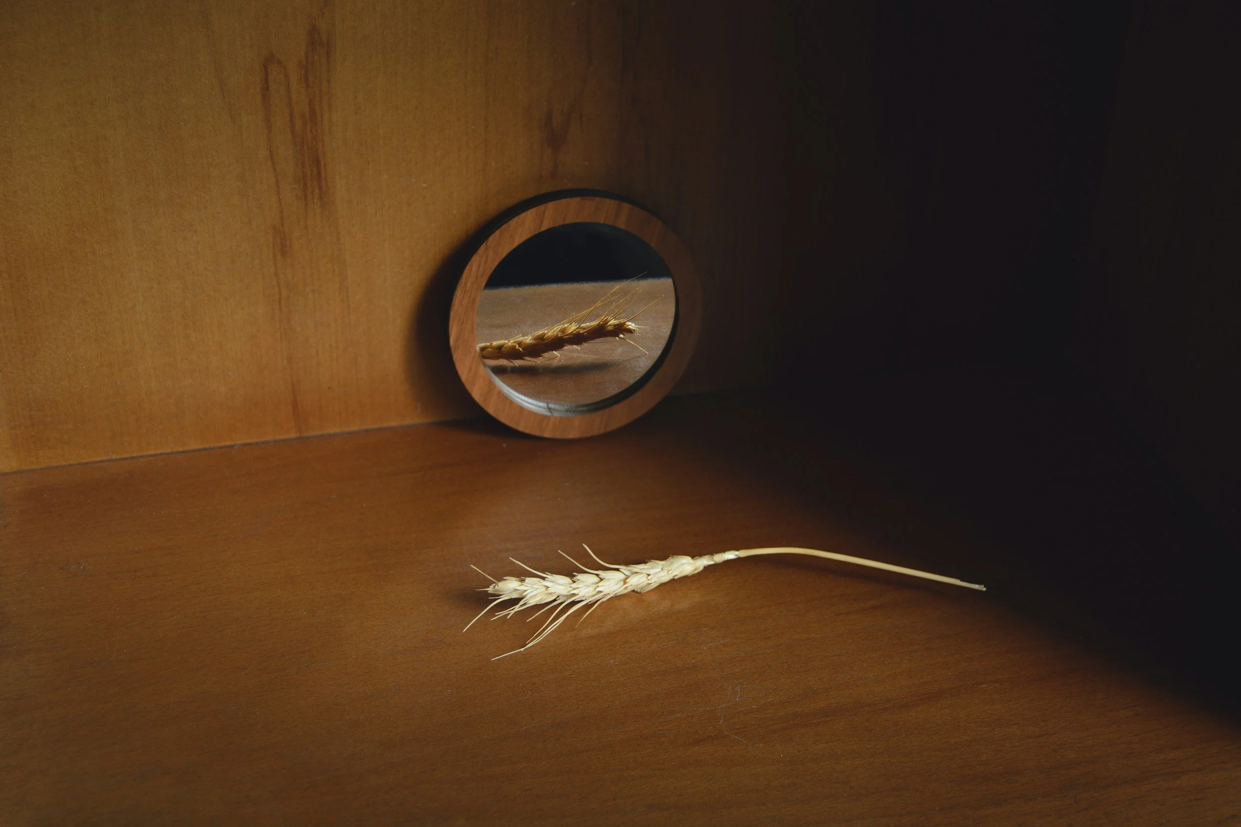 A single wheat stalk lying on a wooden surface, with its reflection visible in a circular mirror mounted on a wooden wall.