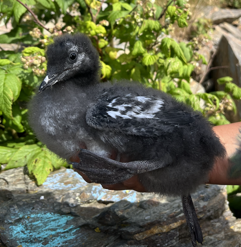 A person holding a young black guillemot with white markings on its wings, in front of green foliage.