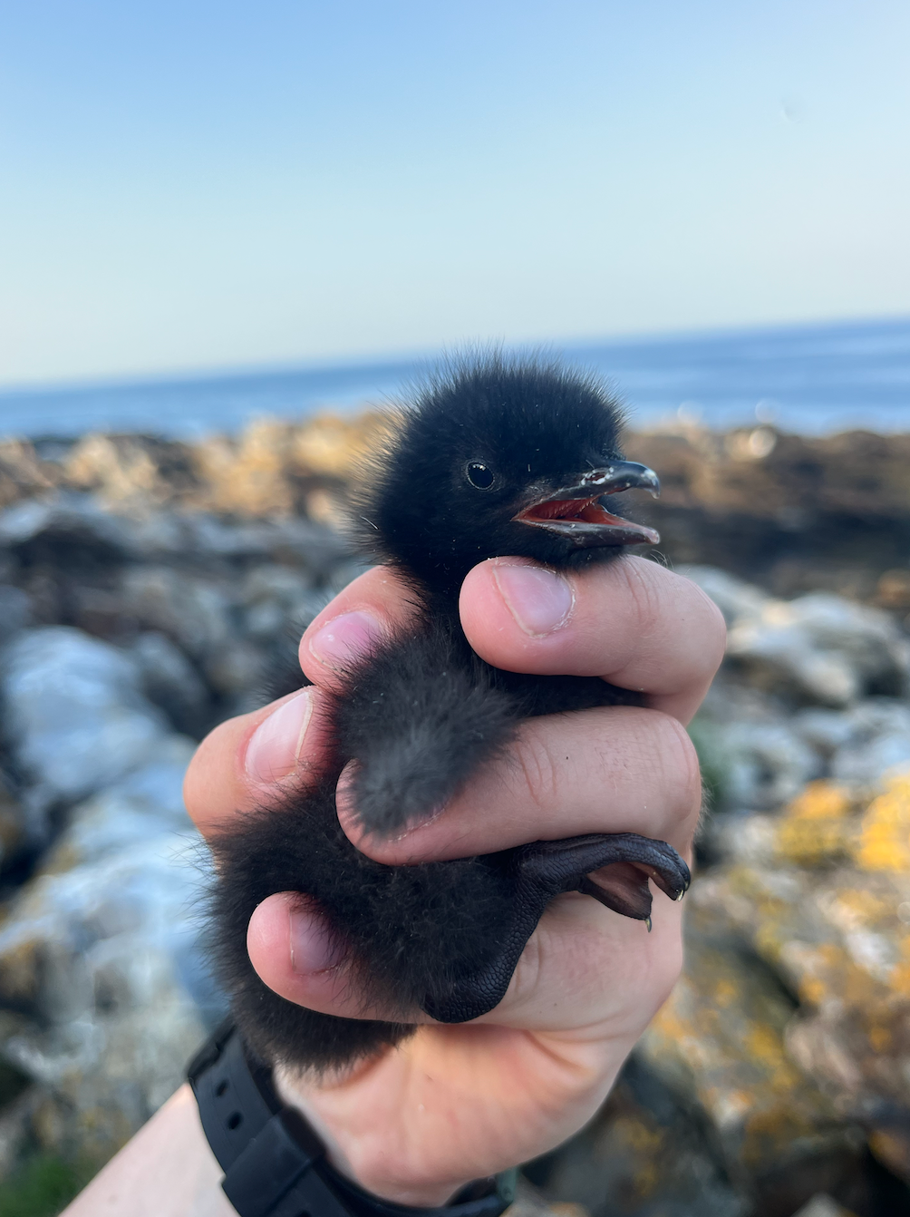 Person holding a small black guillemot chick near the rocky shoreline with the ocean in the background.
