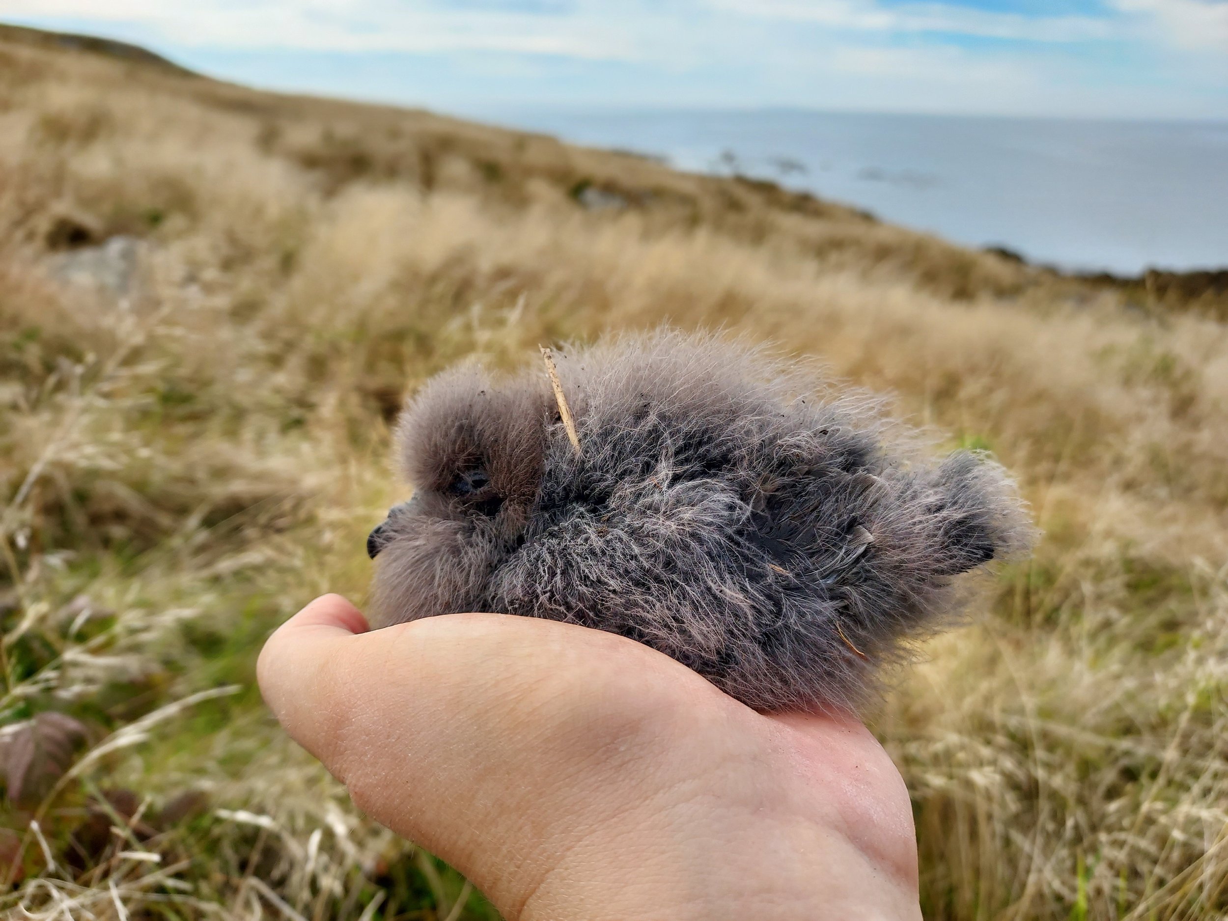 A person holding a tiny, fluffy, gray animal, likely a puppy, in an outdoor setting with grassy hills and a cloudy sky in the background.