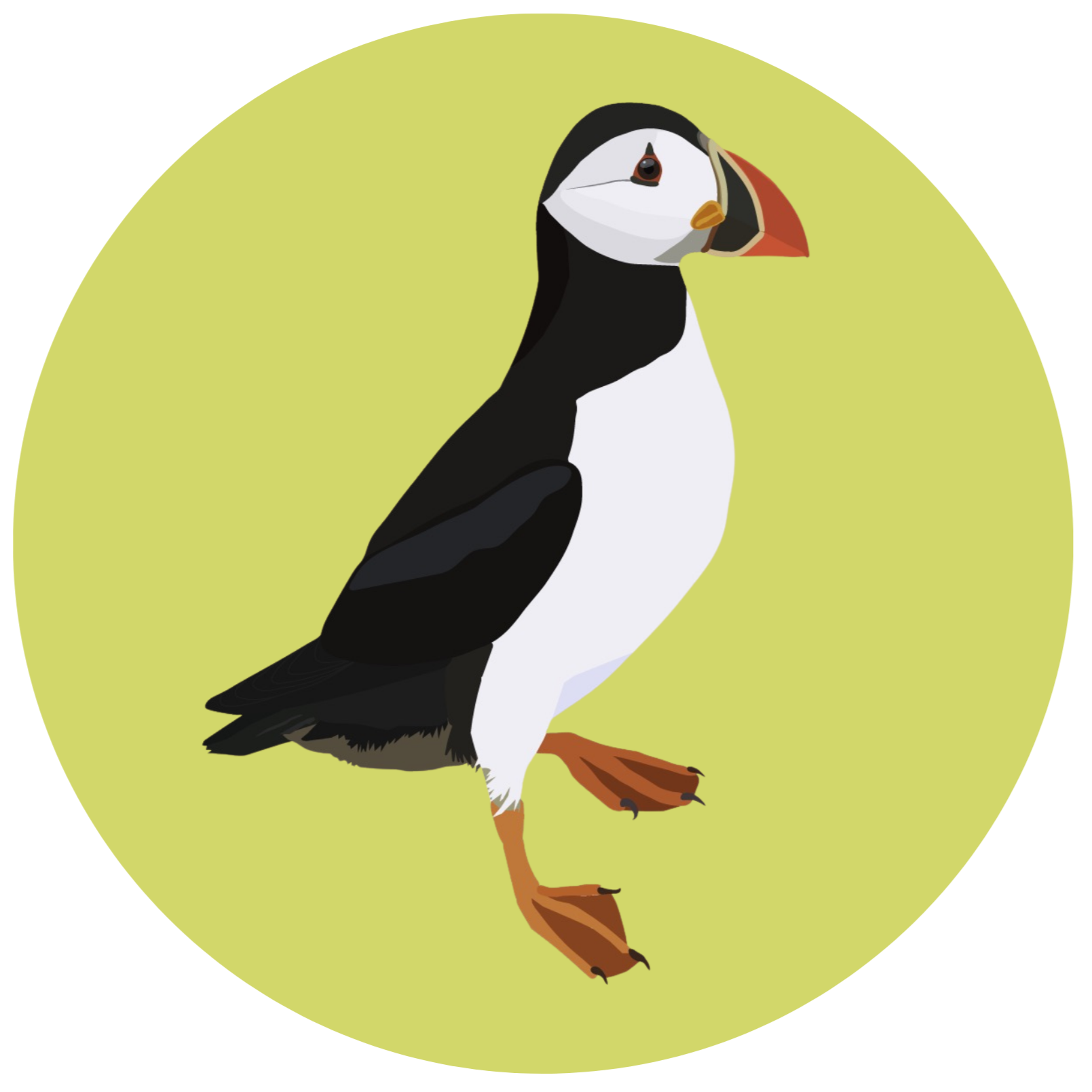 Illustration of a puffin bird standing on one leg against a yellow-green background.