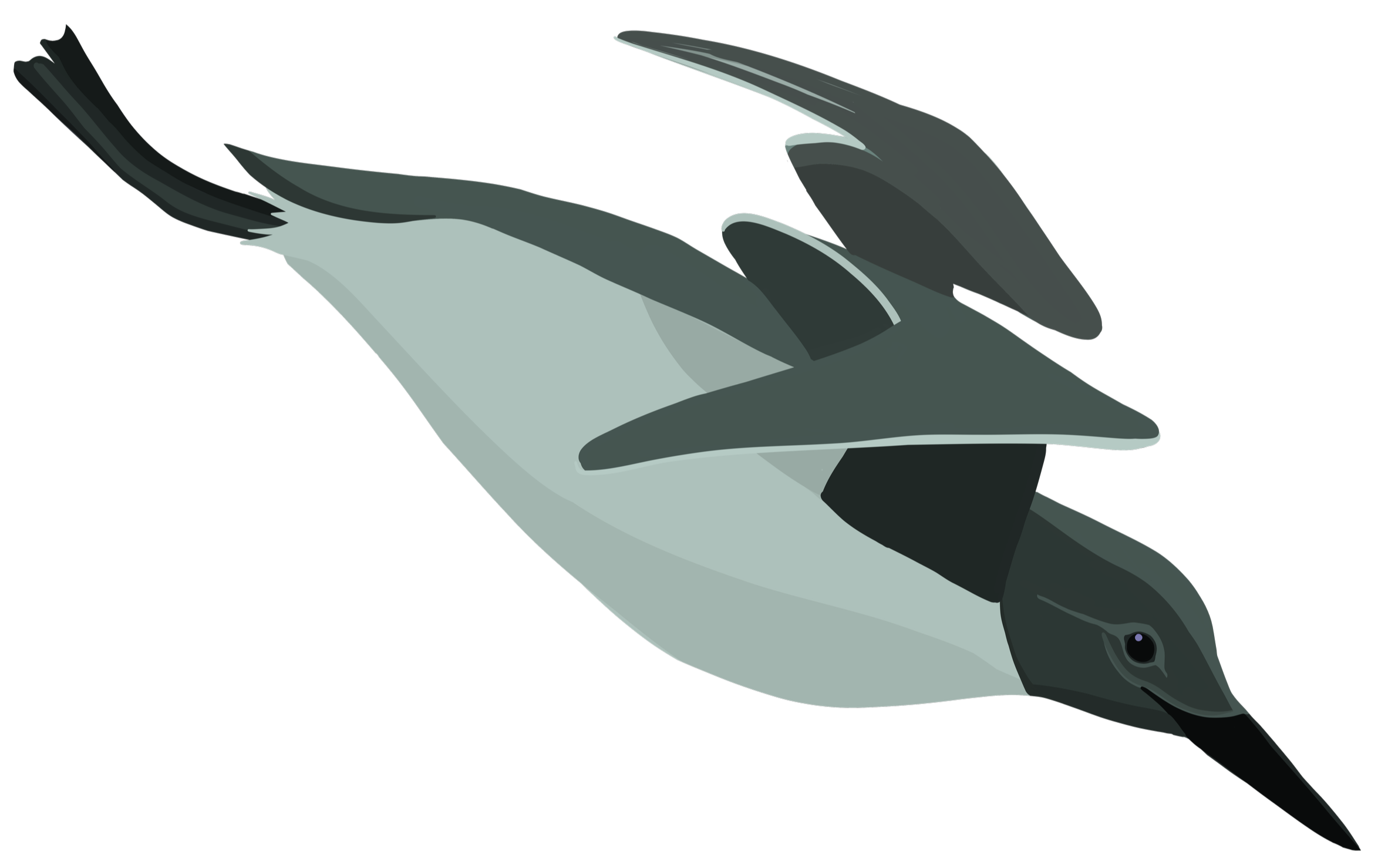 Digital illustration of a common murre bird diving.