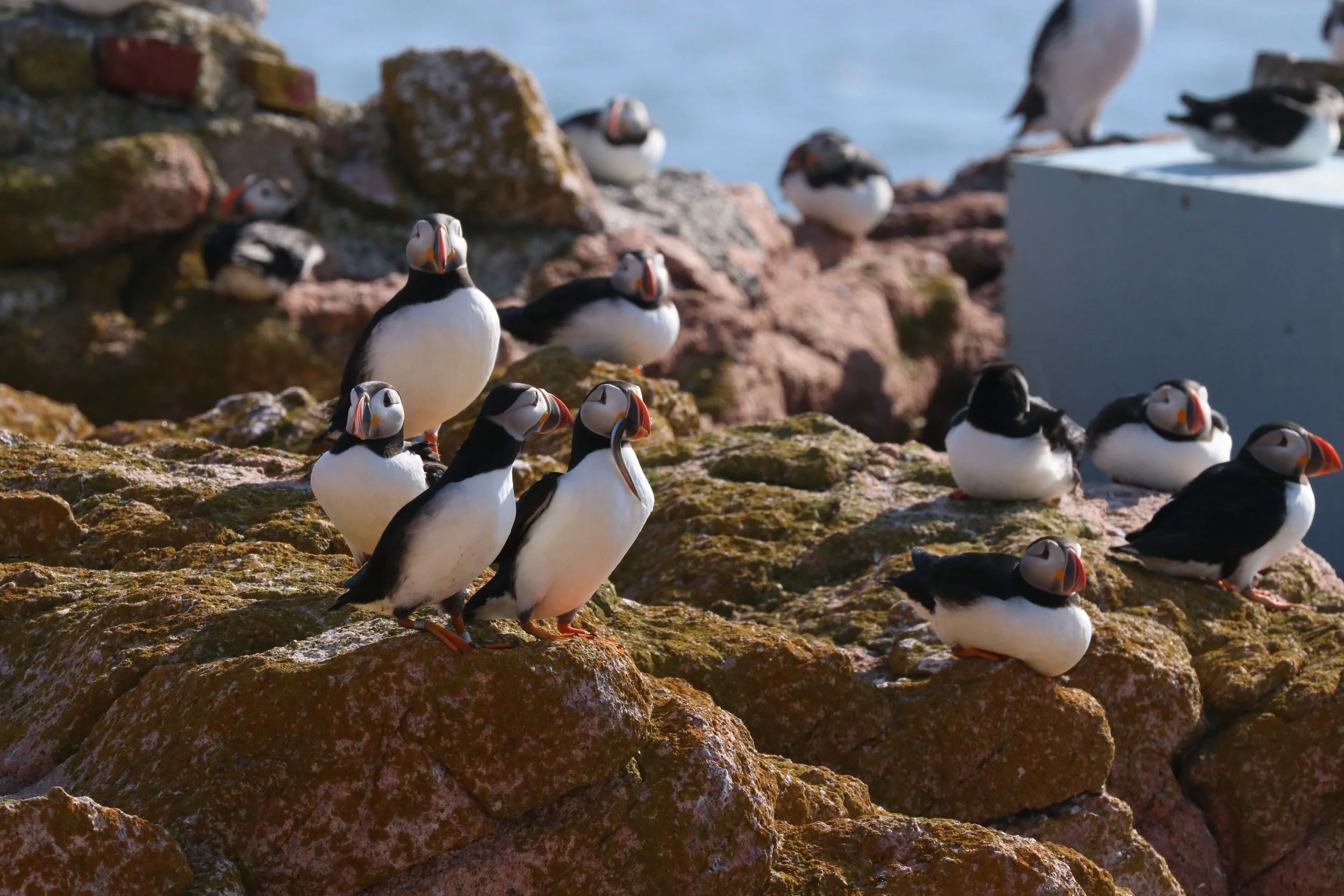 Group of Atlantic puffins resting on rocks near water.