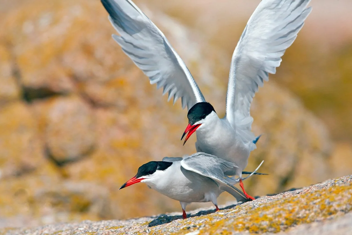 common-terns.jpg