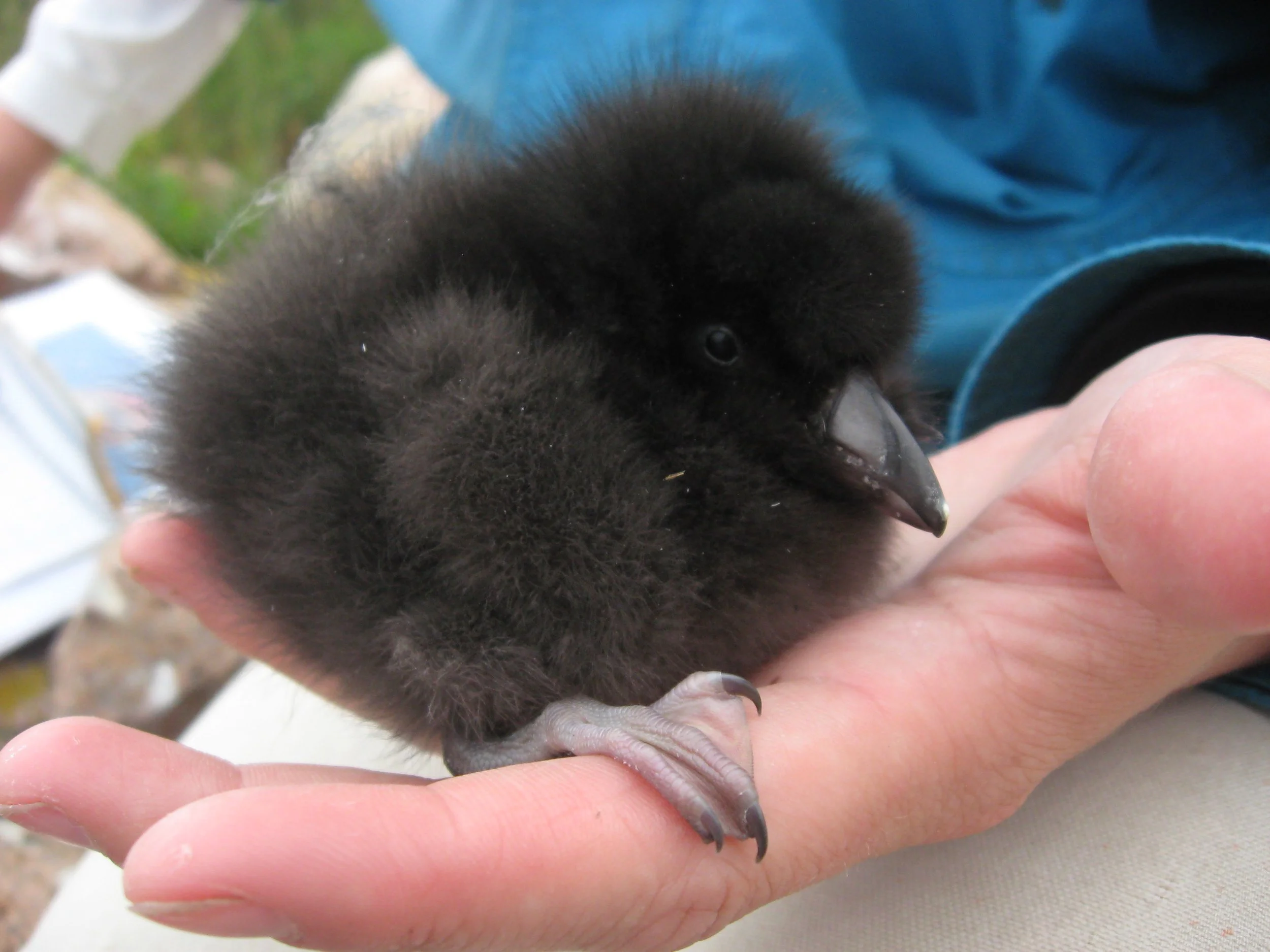 A small, fluffy black baby puffin with a short beak and tiny claws is being held gently in a person's hand.