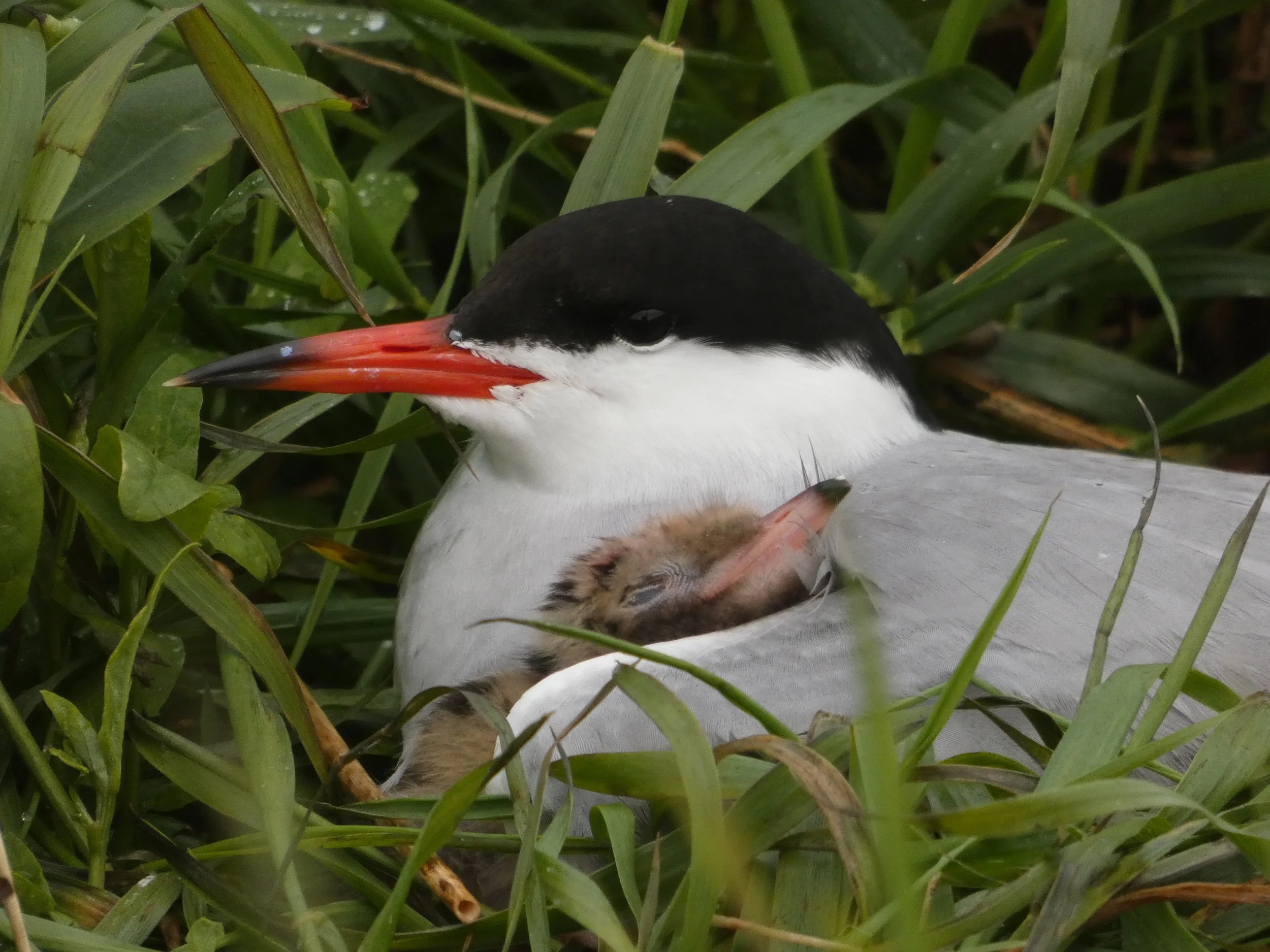 A common tern bird resting among green grass, holding a small fish in its beak.