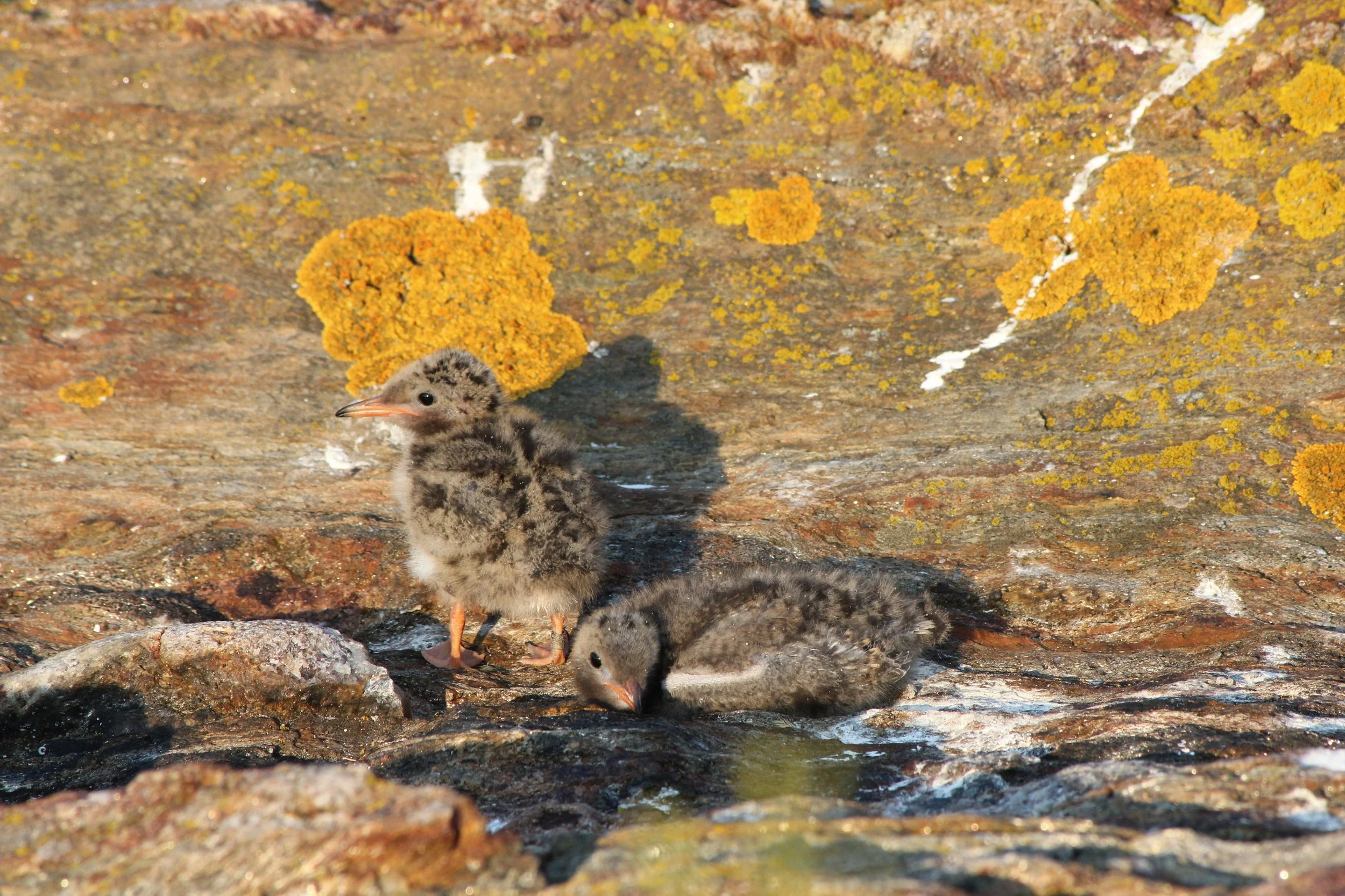Two baby tern birds standing on a rocky surface near yellow lichen and a small stream.