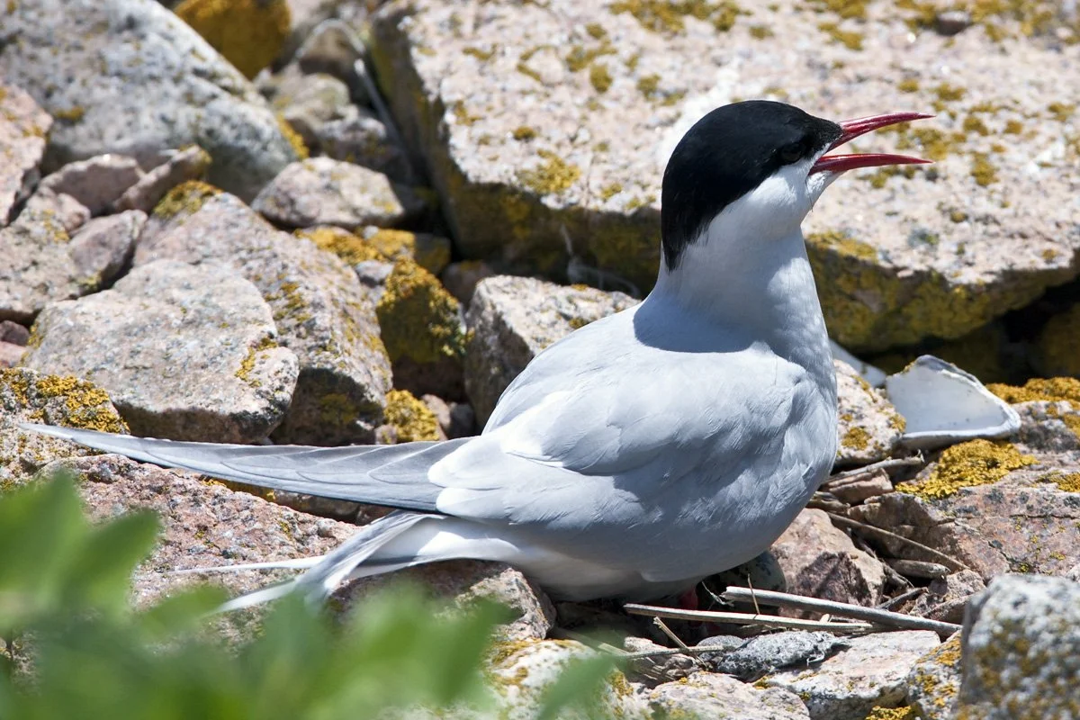 A arctic tern