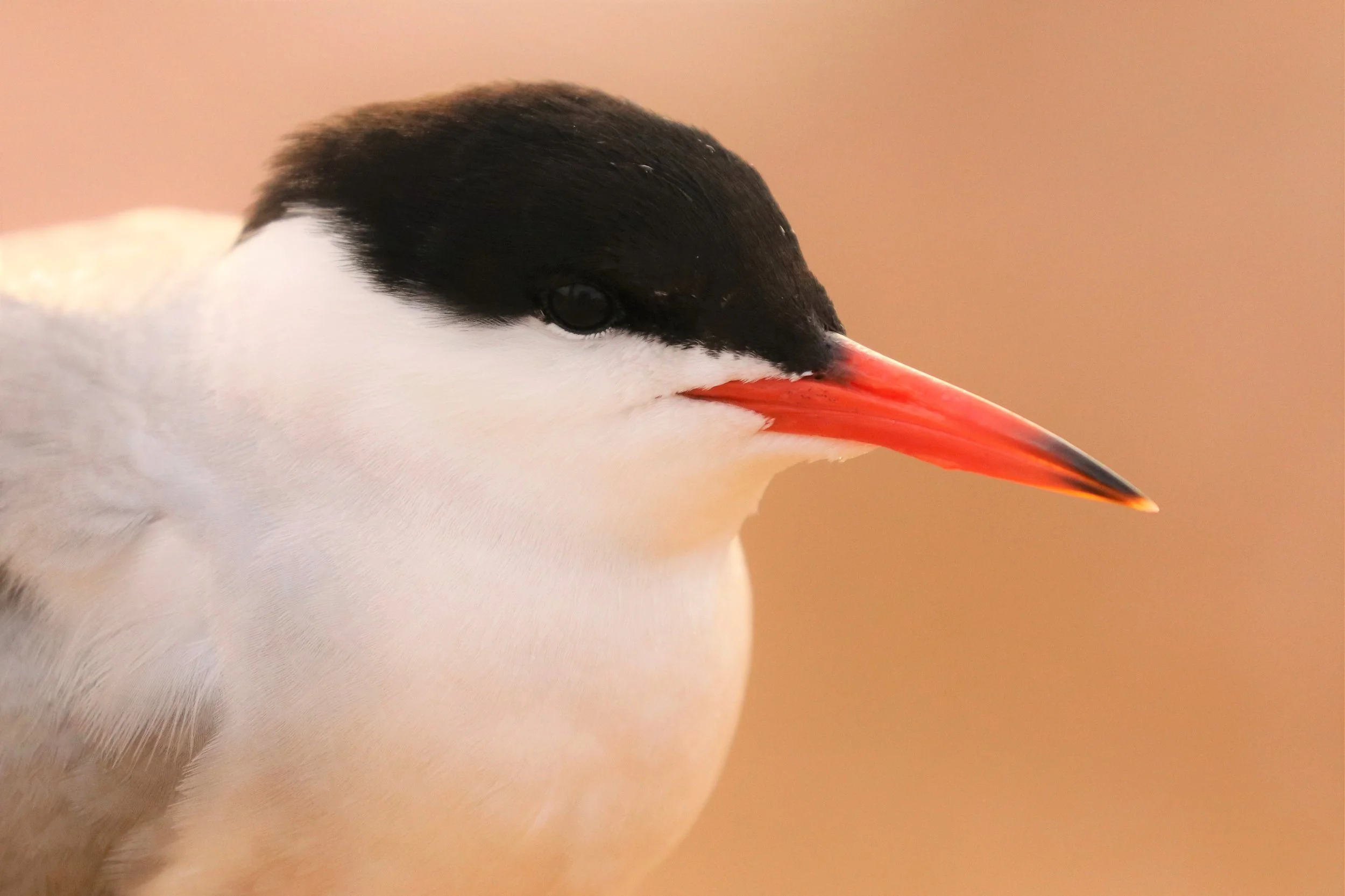 common-tern.JPG