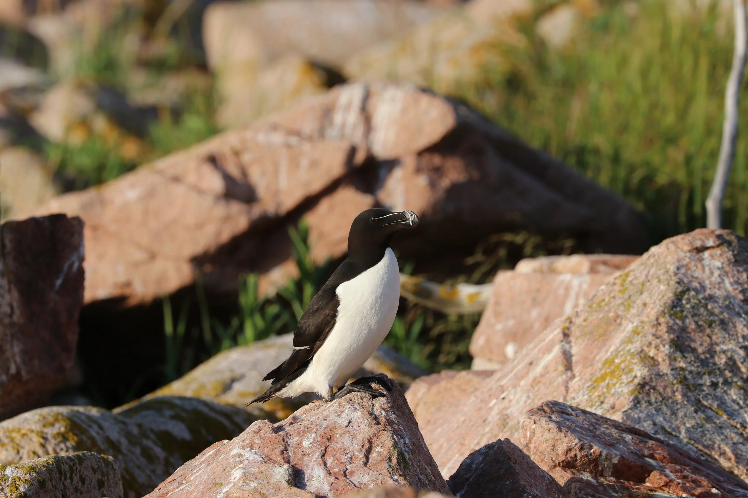 A razorbill bird standing on a rocky terrain with a rock formation and green vegetation in the background.