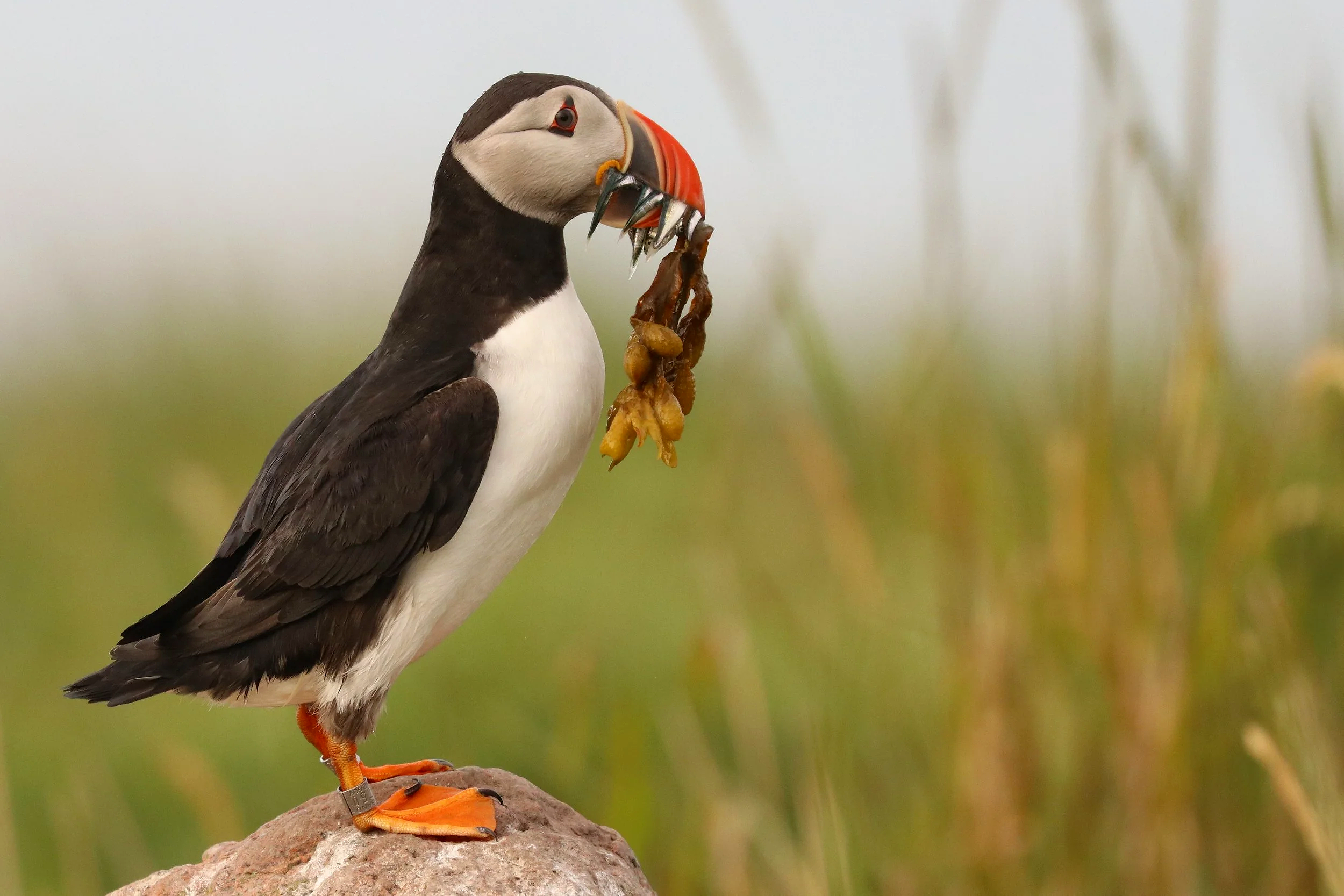 atlantic-puffin1.png