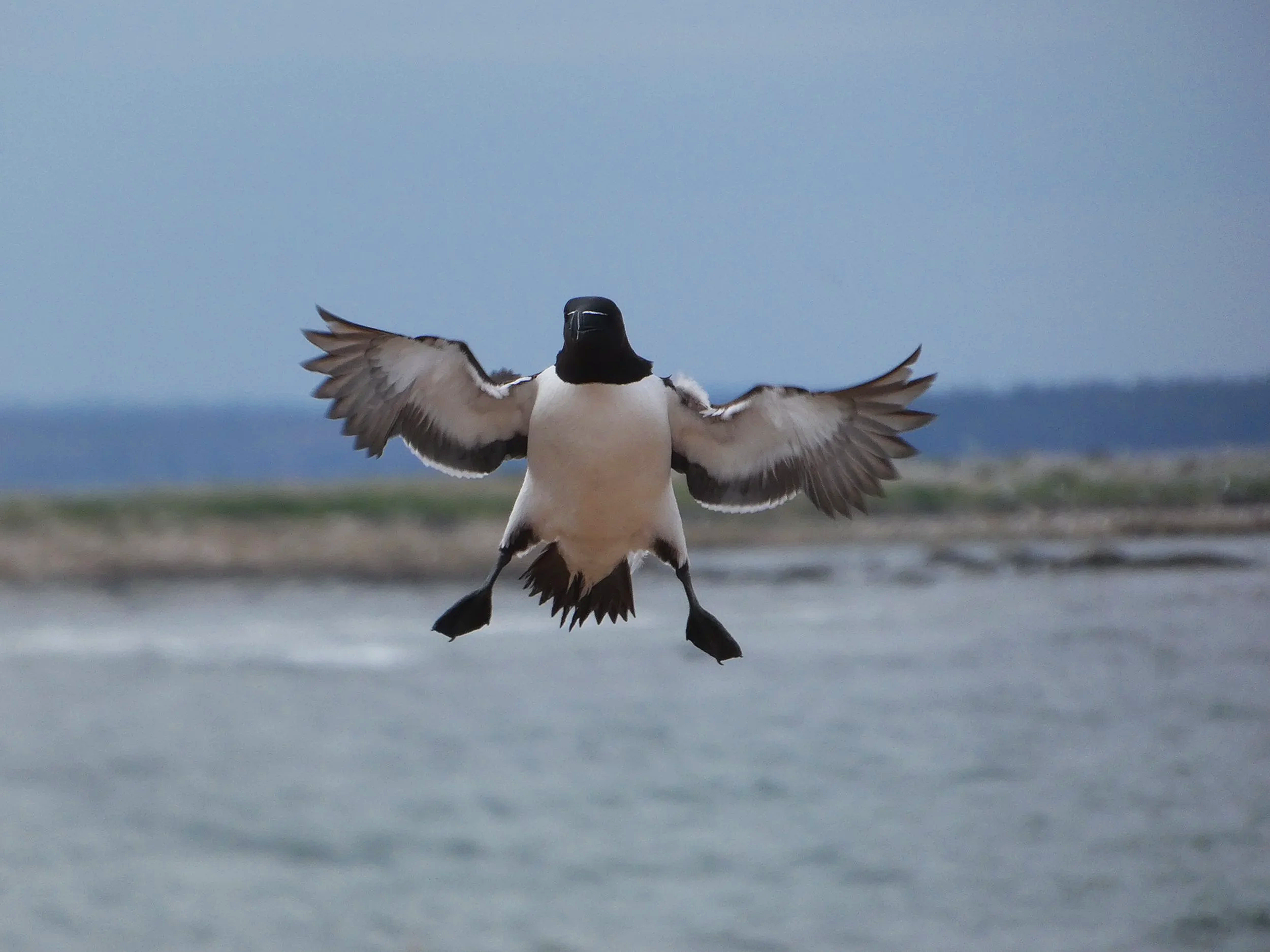 A razorbill flying low over a body of water with its wings spread wide.