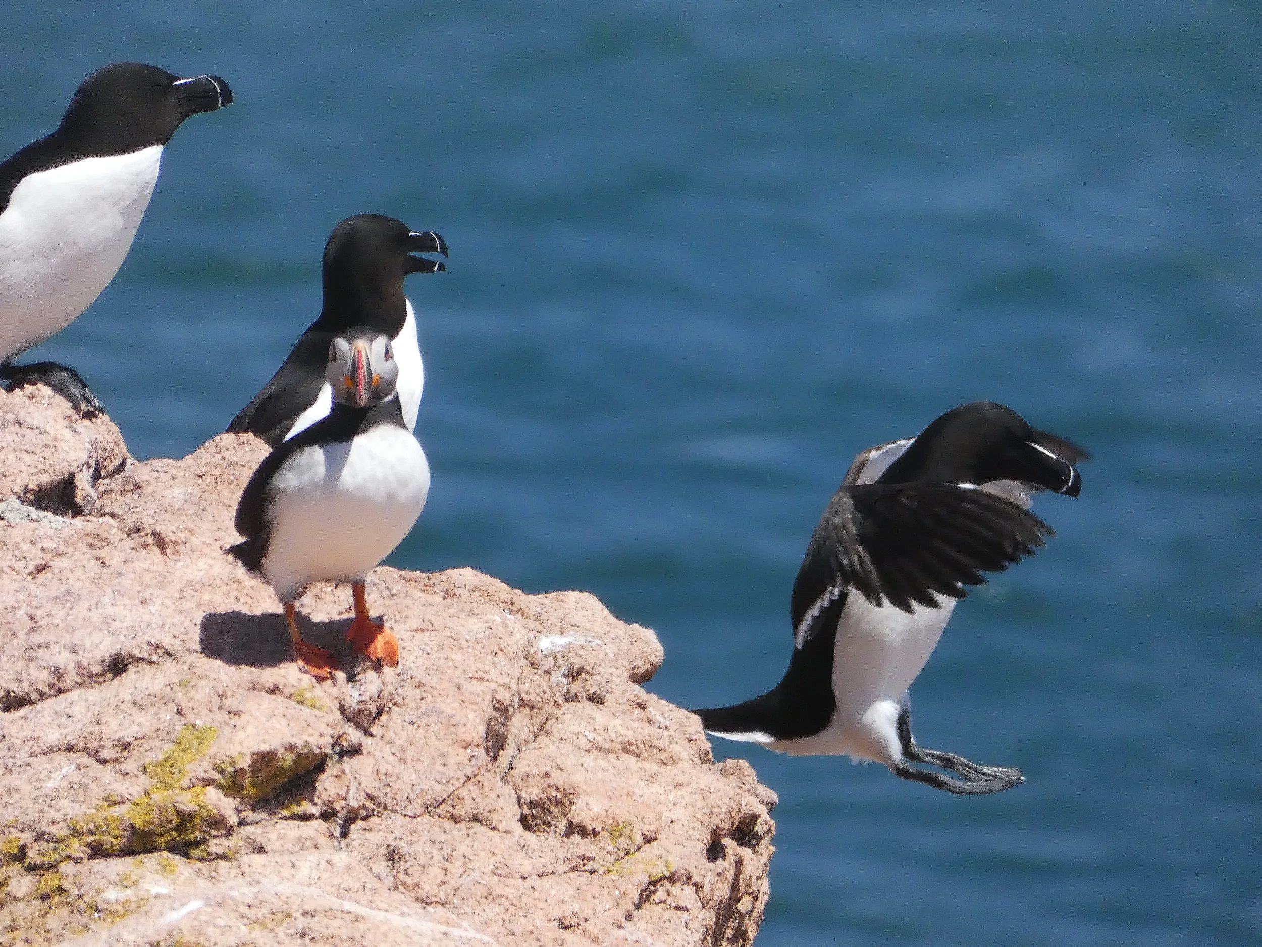 Four razorbills with black and white bodies and colorful beaks on a rocky cliff by the ocean, with one bird flying.