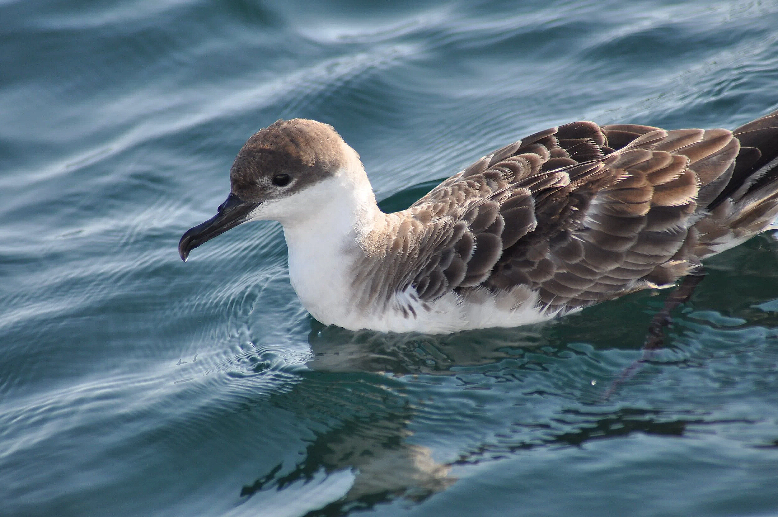 A great shearwater swimming in the water with brown and white feathers.
