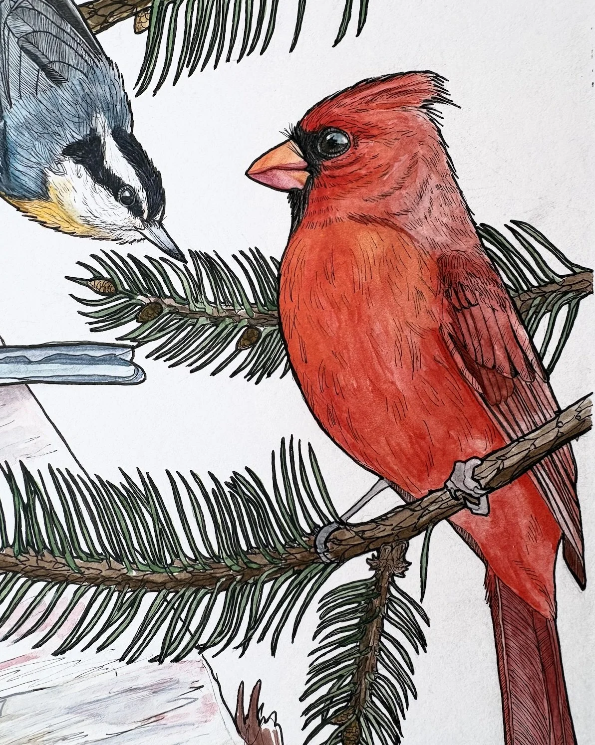 Beginning Bird Illustration Workshop