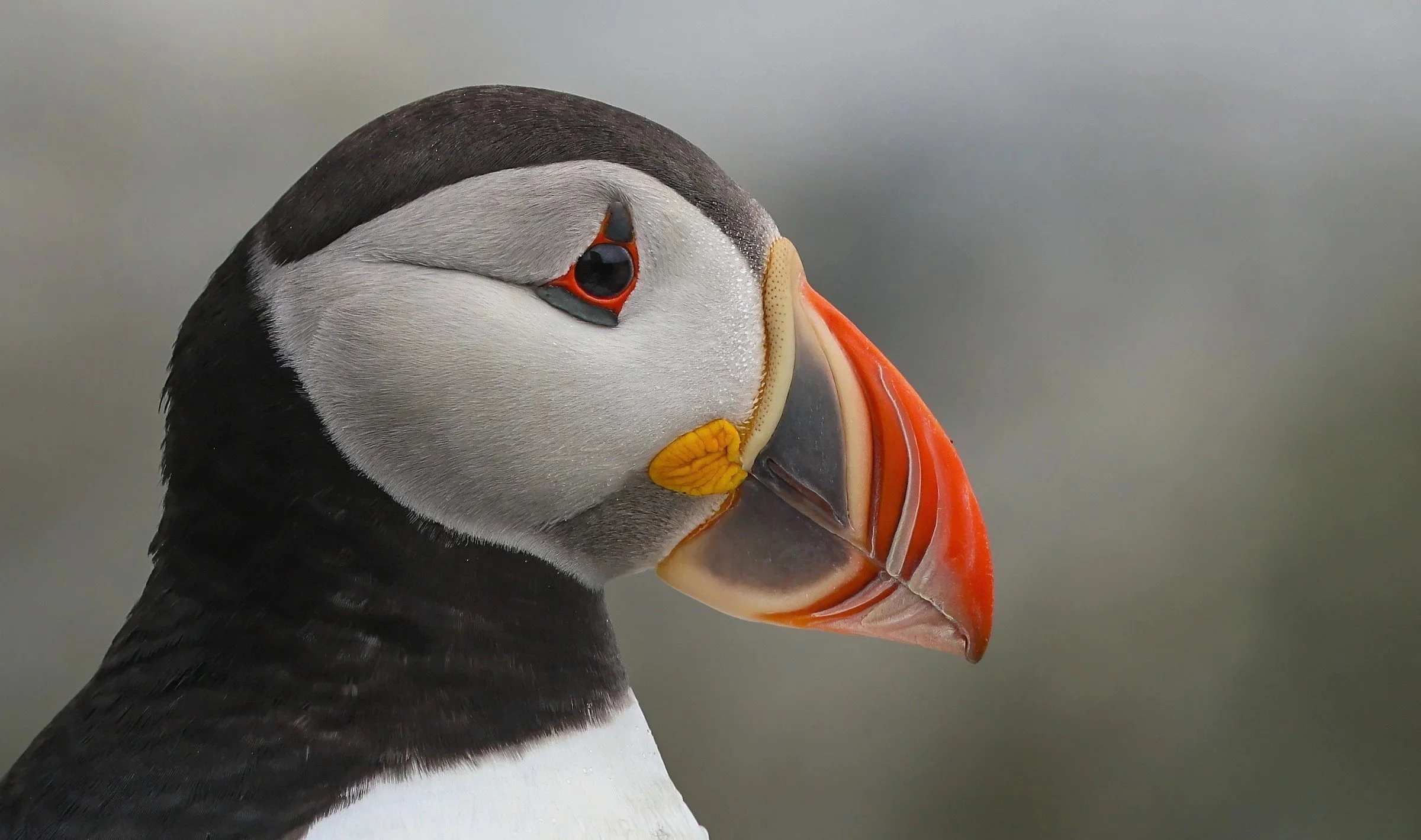 atlantic-puffin-robin-ohrt-2.jpg