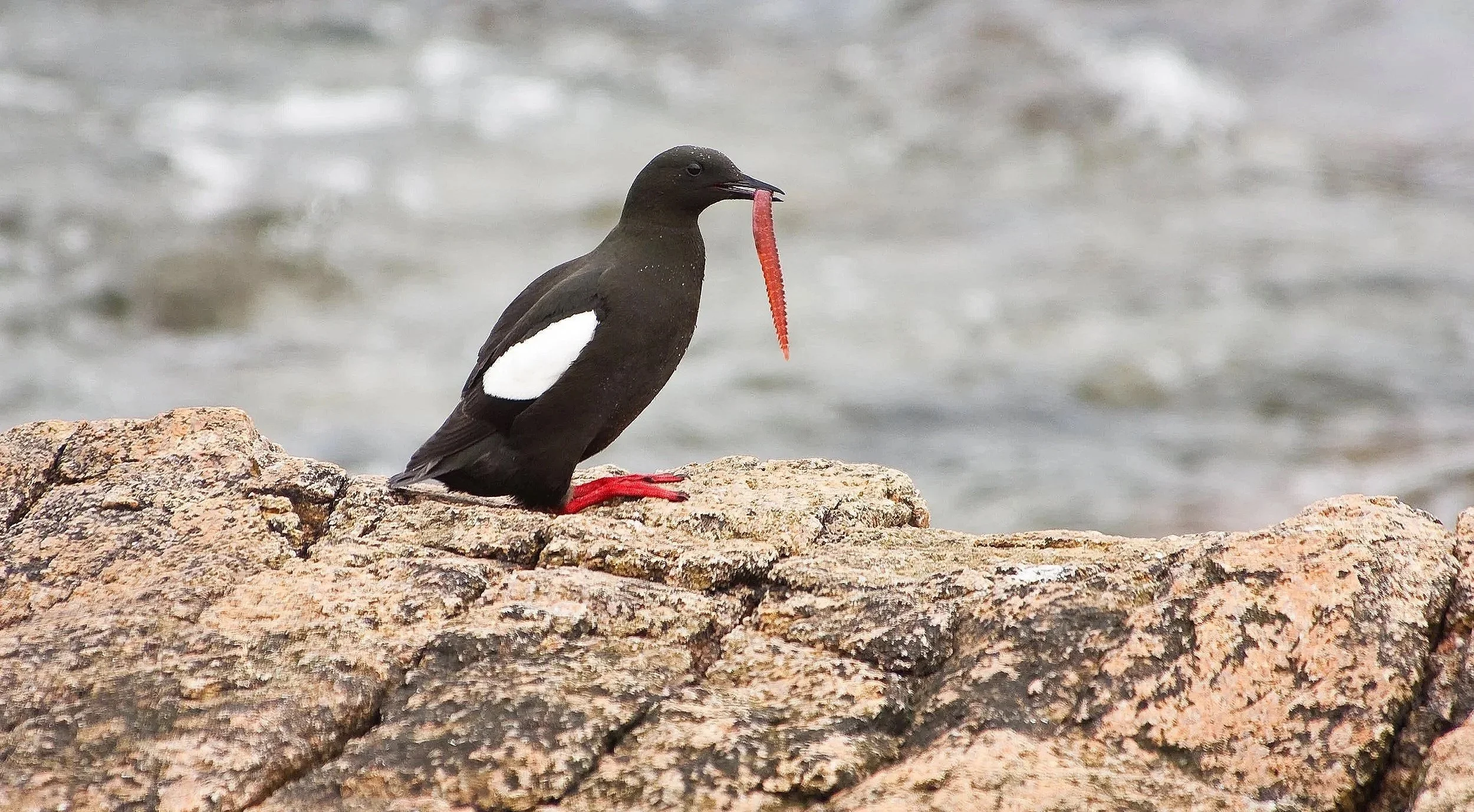 A black guillemot with black and white plumage and red legs perched on rocks by the water, holding a red worm in its beak.