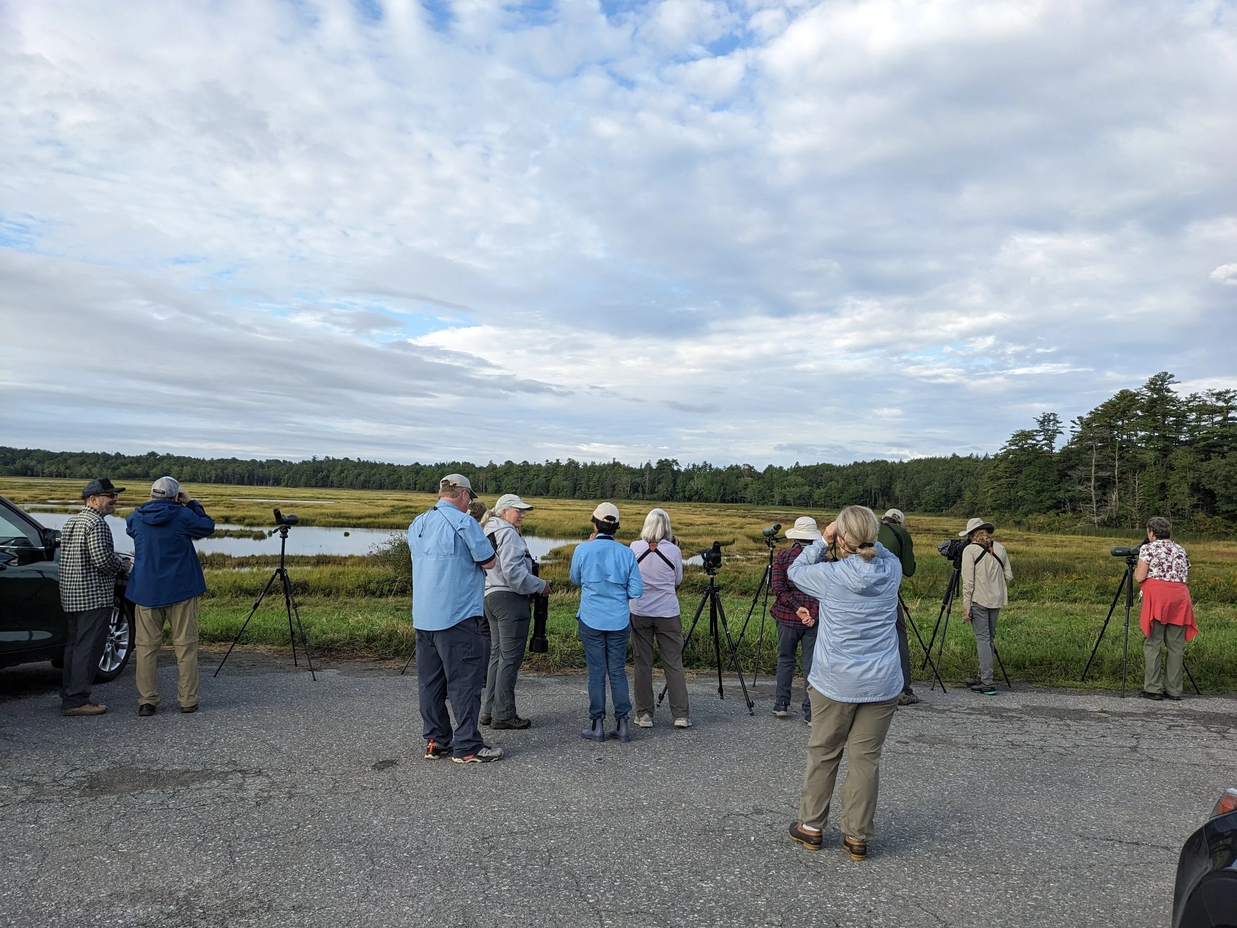 Bird Time on the Coast - Weskeag Marsh Preserve