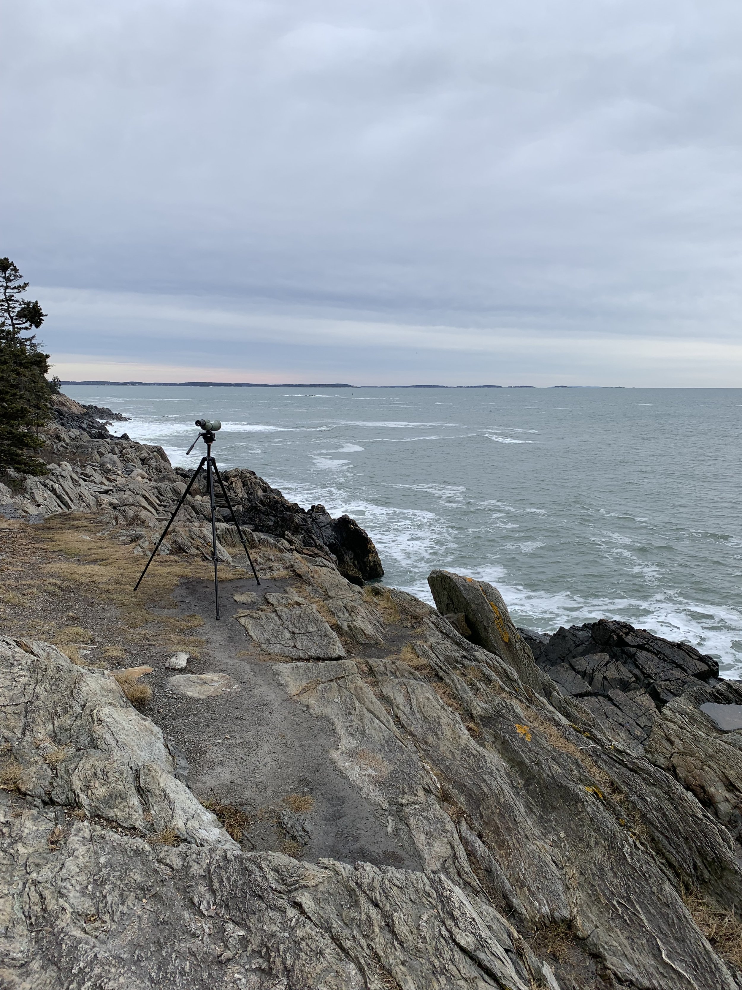 Bird Time on the Coast: Roaring Spout SEAwatch