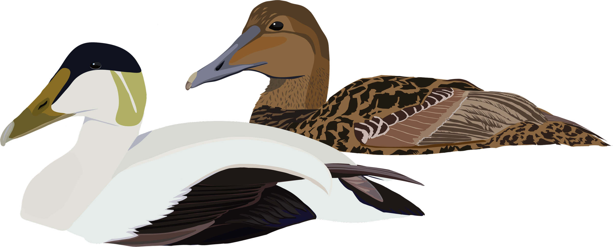 Illustration of two ducks, an adult male and female. The male is primarily white with black and yellow markings, and the female is brown with darker markings.