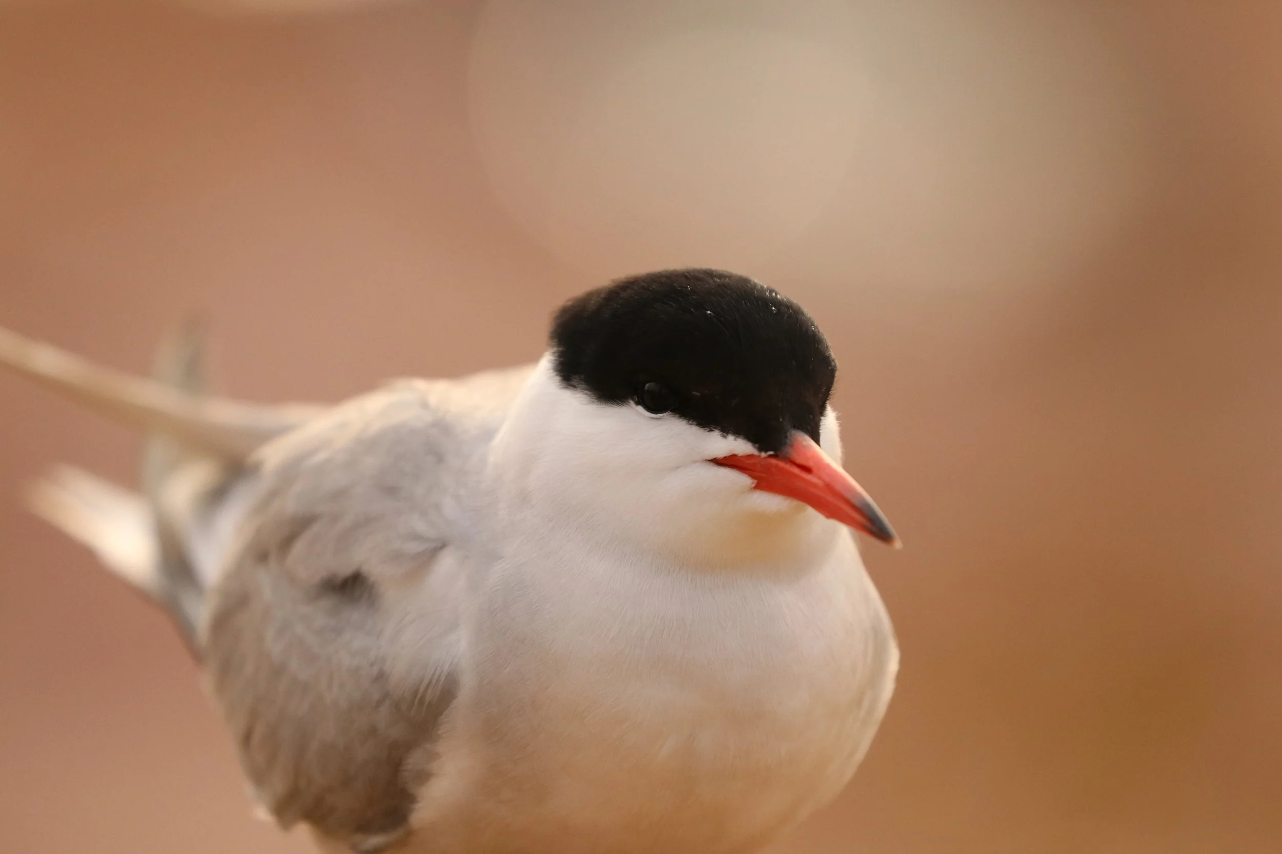 common-tern.JPG