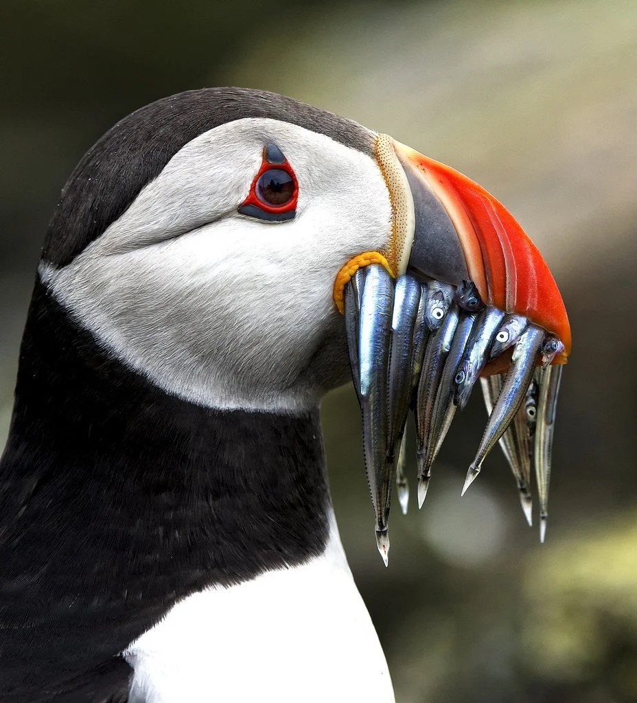 Close-up of a puffin with fish in its beak.