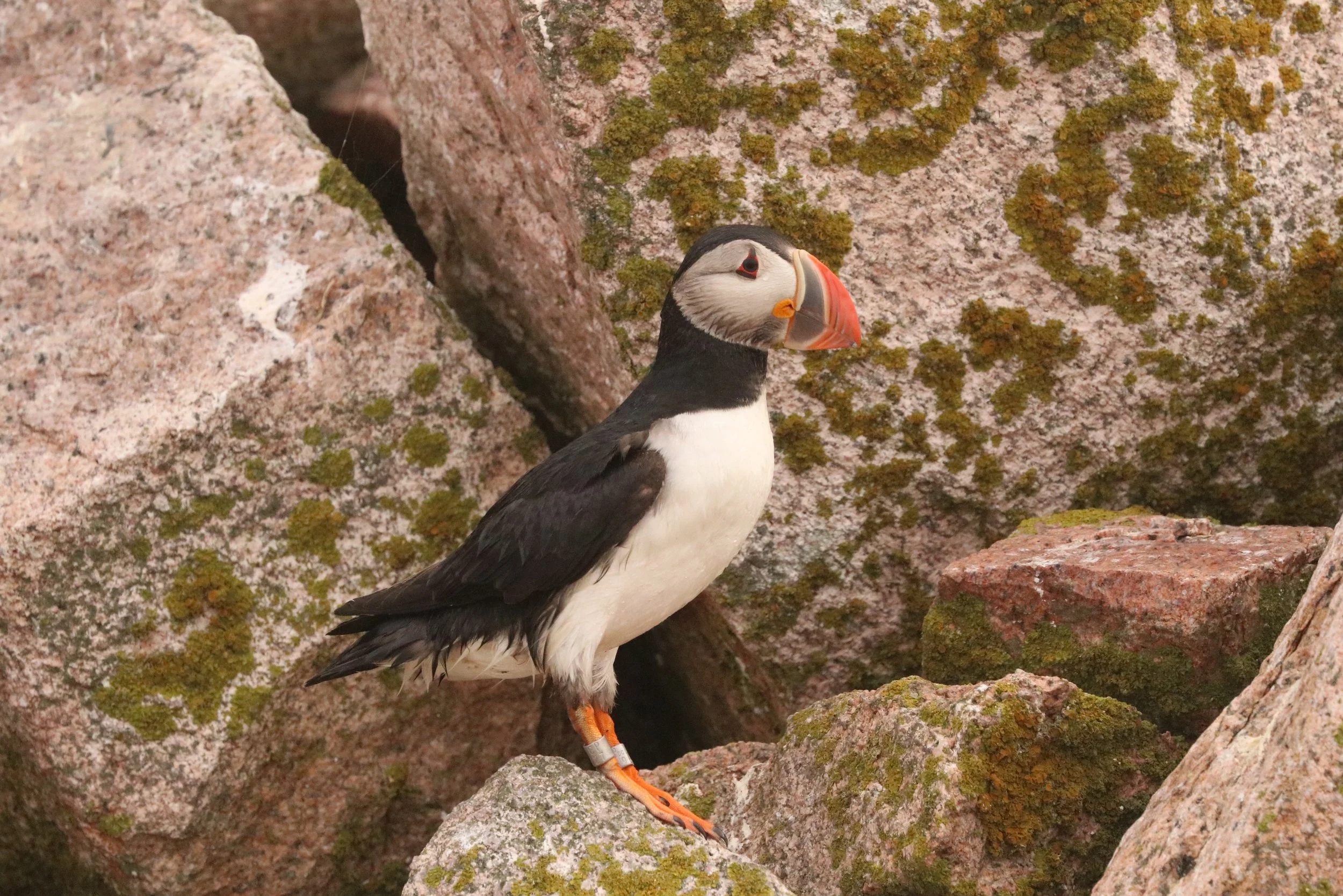 A puffin standing on rocks with moss, facing to the right.