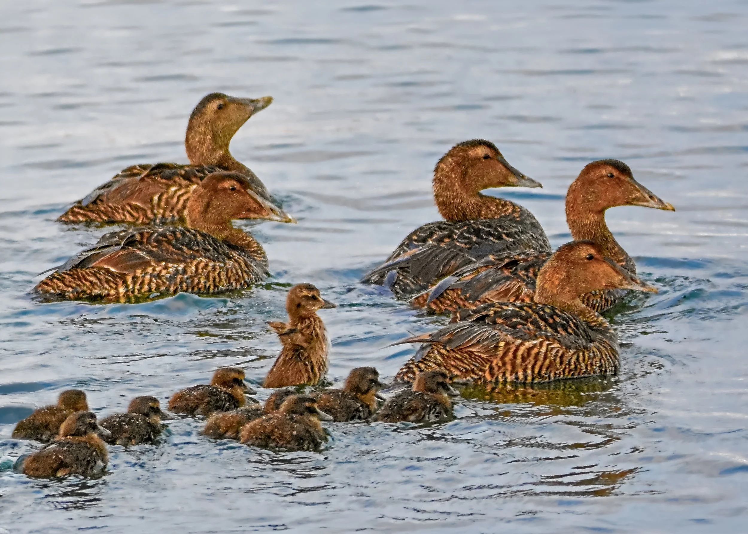 eider-creche3.jpg